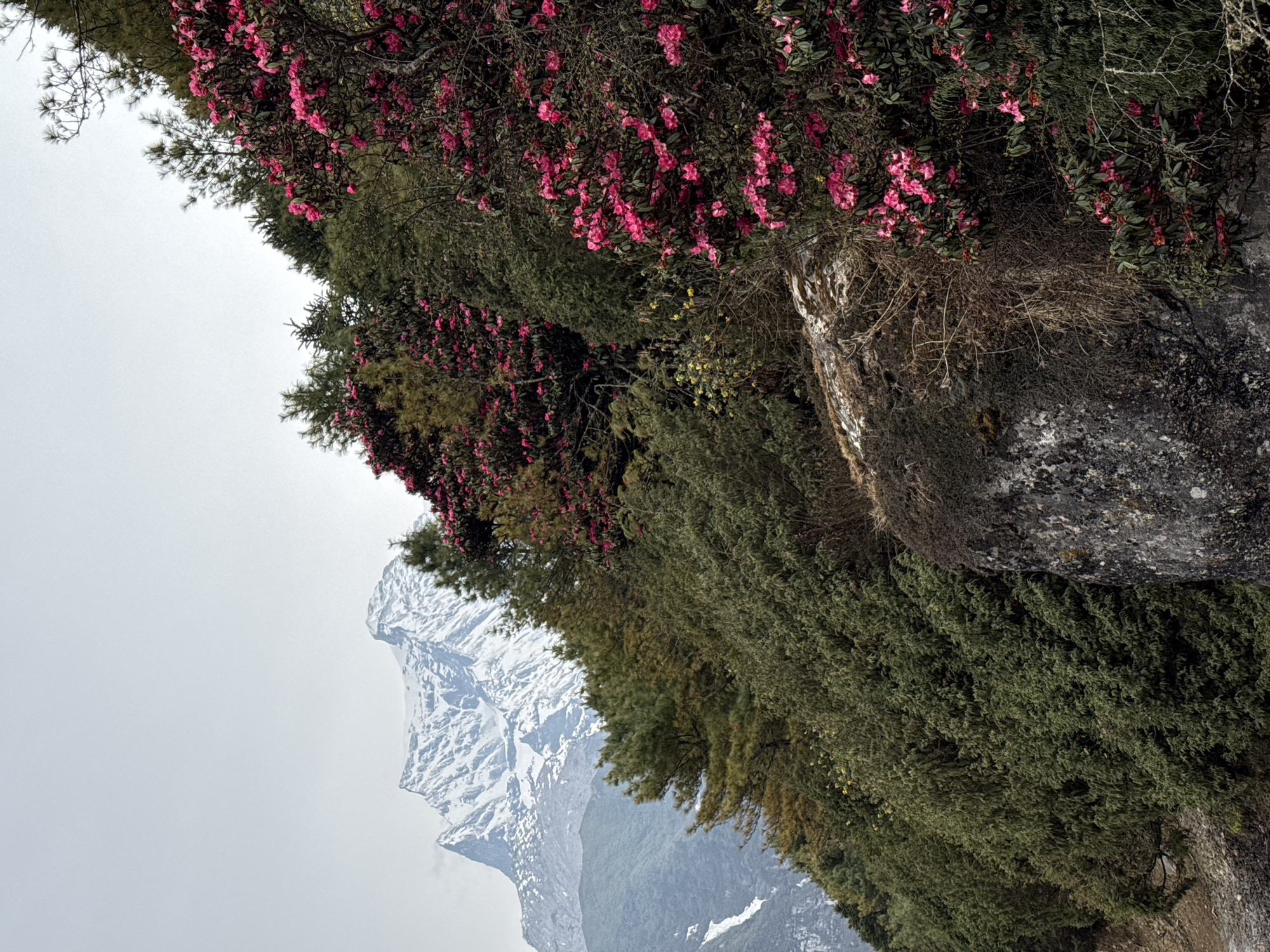 The image captures a mountainous landscape near Namche, Nepal. Dense green foliage, including rhododendron trees with vibrant pink blossoms, dominates the foreground. A large rocky outcrop is partially visible among the vegetation. In the background, a snow-capped mountain peak rises against a pale sky. The overall scene suggests a high-altitude environment in the Himalayas.
