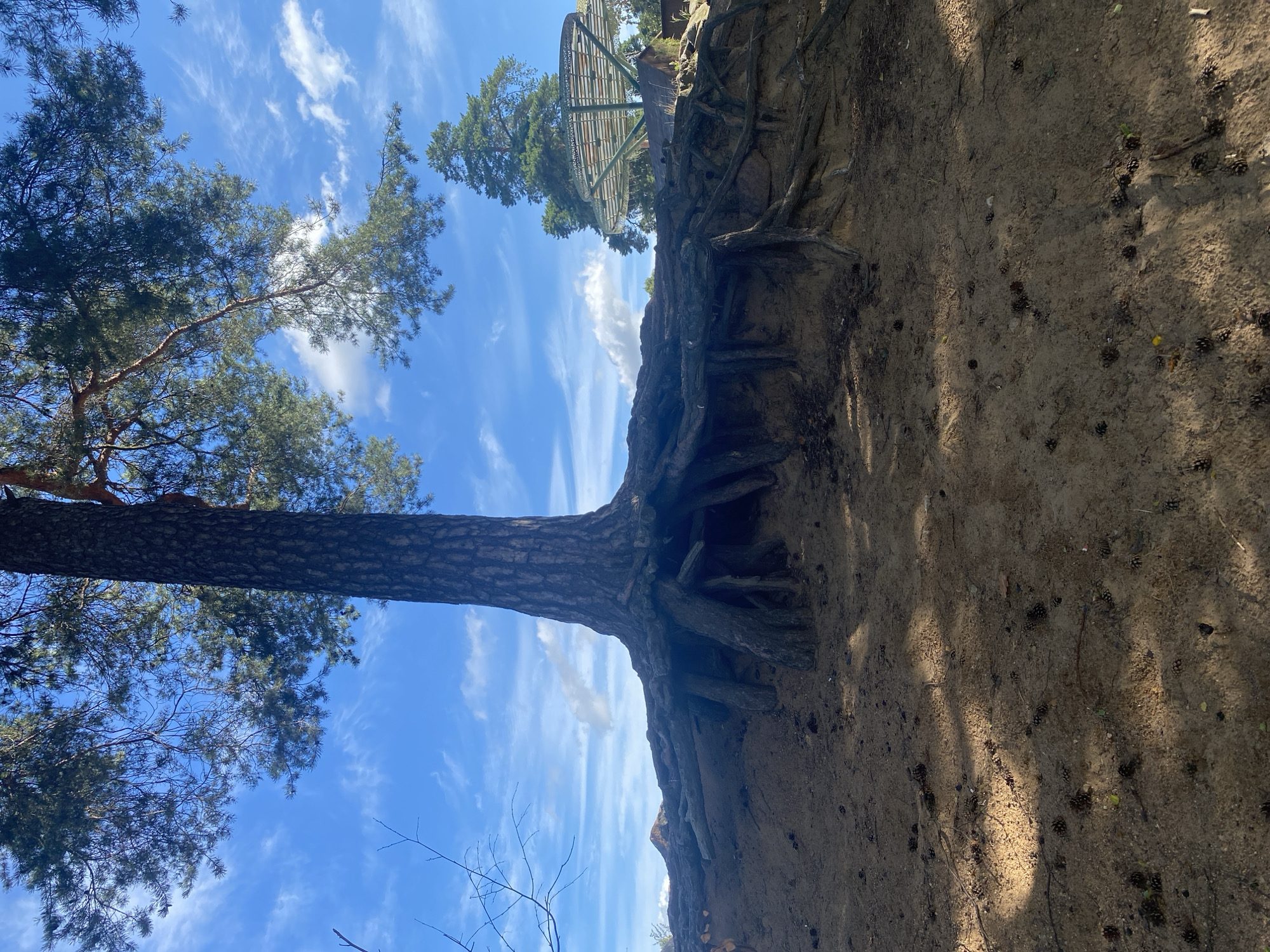 The image depicts a large pine tree with exposed, gnarled roots on sandy ground. The tree is situated on a slight embankment, with the roots prominently visible and anchoring into the soil. The ground is covered in sand, scattered with pinecones and small twigs. In the background, there is a bright blue sky with wispy white clouds. To the right of the tree, a portion of a circular, open-air structure with a metal roof and a green framework is visible, possibly a viewing platform or pavilion. Further in the background, more pine trees are scattered across the landscape. The lighting suggests it is daytime, with dappled sunlight creating shadows on the ground. The overall scene evokes a natural, outdoor setting, possibly a park or forest area. This image appears to be taken in the Sestroretsk Kurort park area of Saint Petersburg, Russia, known for its pine forests and recreational facilities, including viewing platforms. There are no people or animals present in the image.