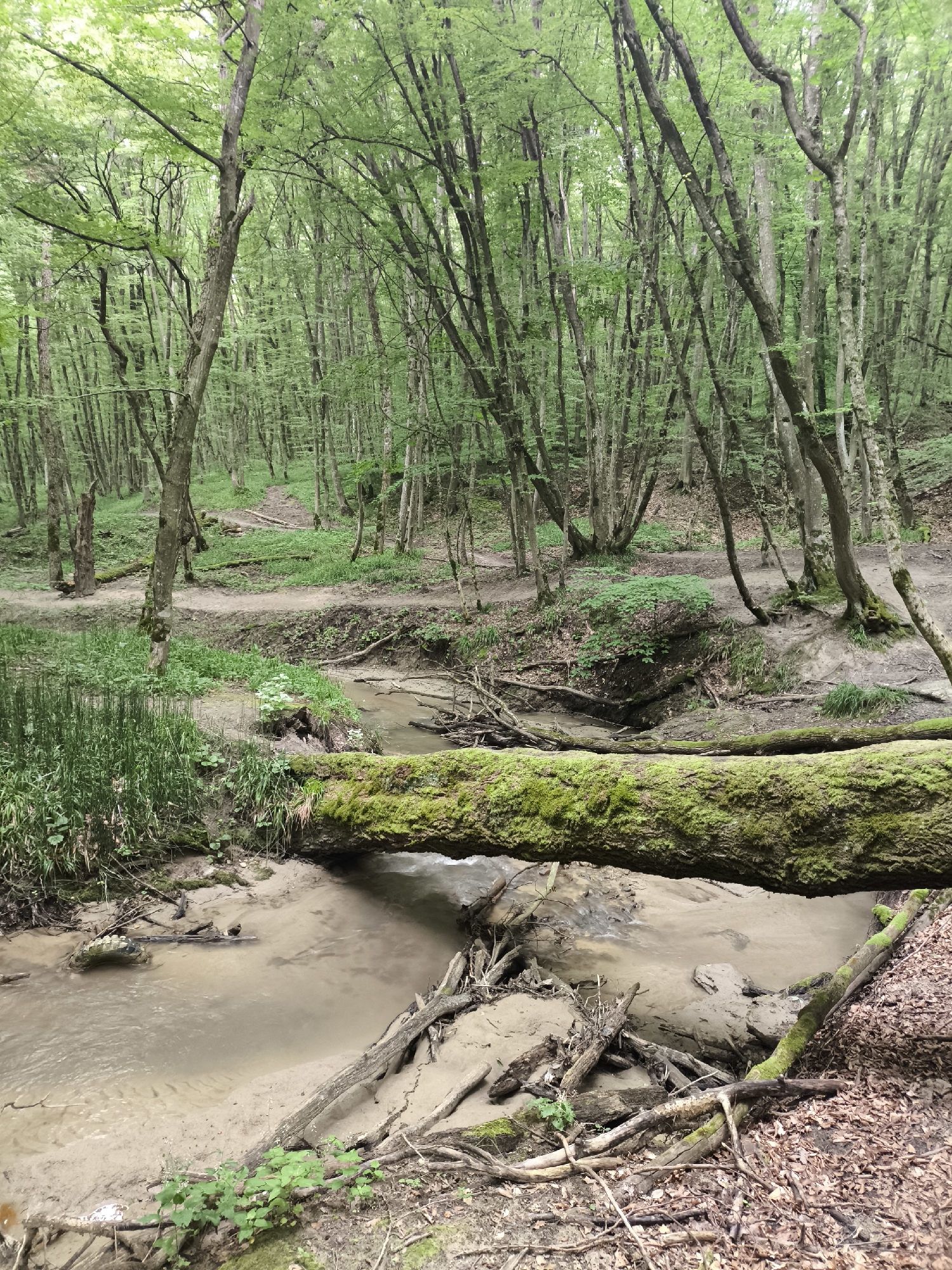 This is a photograph of a forest scene in Stavropol, Russia. The image features a small, muddy creek flowing through a wooded area. A large, moss-covered fallen tree trunk spans the creek, acting as a natural bridge. The surrounding trees are deciduous, with lush green foliage, indicating it is likely spring or summer. The ground is covered with leaf litter, branches, and some sparse vegetation. There is a dirt path winding through the trees in the background. No people or animals are visible in the scene.