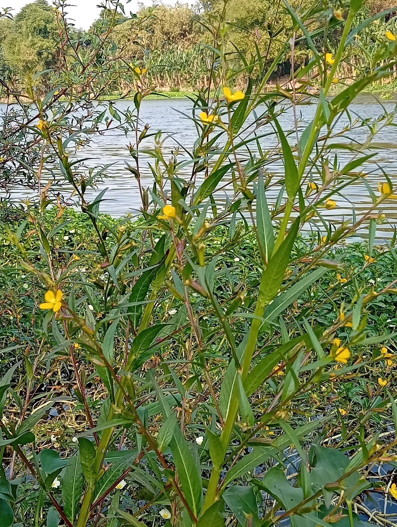 The image depicts a close-up view of a wetland area with lush vegetation and a body of water. In the foreground, a dense thicket of green plants with long, slender leaves dominates the scene. Several small, yellow flowers are visible, scattered among the foliage. The stems of these plants are thin and reddish-brown in color. In the background, a calm body of water, likely a river or lake, reflects the light and the surrounding greenery. The water appears rippled, suggesting a gentle breeze. Beyond the water, a line of trees and other vegetation forms a natural border, with some taller plants resembling crops or reeds. The sky is overcast, casting a soft, diffused light on the scene. The overall impression is one of a natural, serene environment, possibly in a rural or semi-urban setting within Kediri City, Indonesia. There are no people or animals visible in the image.
