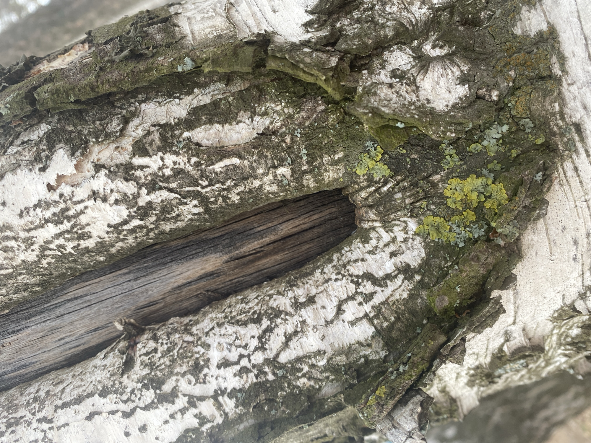 A close-up, diagonal shot captures the textured bark of a tree, likely a birch, in Chaikovsky, Russia. The primary subject is the tree bark, characterized by its distinctive white and dark grey patterns, with some areas appearing rough, fissured, and peeling. A prominent, elongated crevice or cavity runs through the center of the image, revealing an older, weathered piece of wood inside, which has a distinct grain and darker tone.
Numerous patches of green, yellowish-green, and bluish-green lichen and moss are visible, primarily growing on the darker, rougher sections of the bark, adding to the organic detail and suggesting a moist environment. The overall scene is a static, detailed view of the natural surface of a tree. The lighting suggests daytime, but specific weather conditions are not discernible. There is no activity taking place, nor are there any people or visible text. The image highlights the intricate textures and biological growth on the tree's surface.
