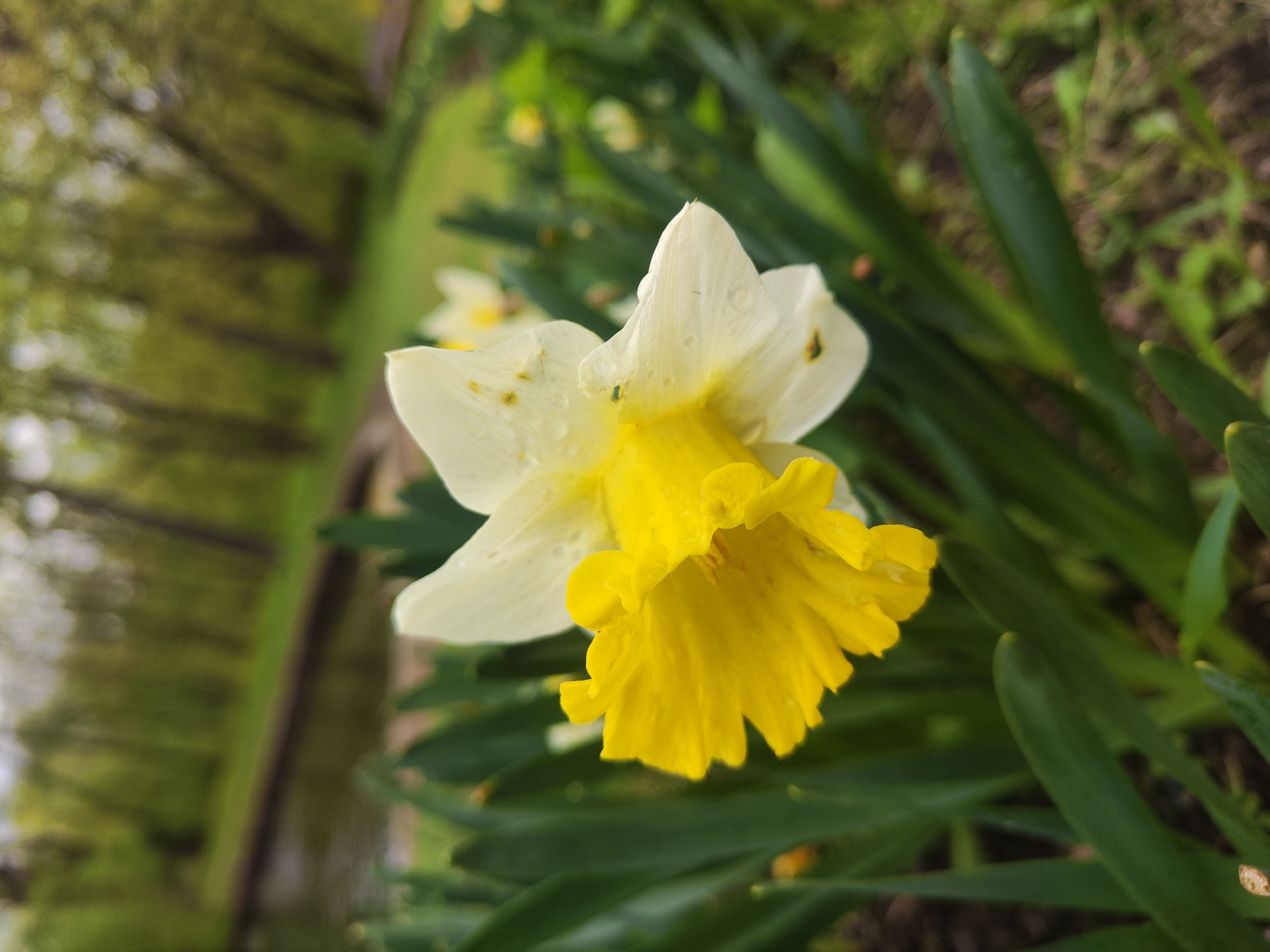 A close-up, slightly angled shot showcases a single daffodil with white petals and a yellow trumpet-shaped corona. The flower is surrounded by long, green leaves. The background is blurred, showing hints of greenery and trees. The image likely depicts a garden or park setting. There is no information to prove that the location is in Saint Petersburg, Russia.