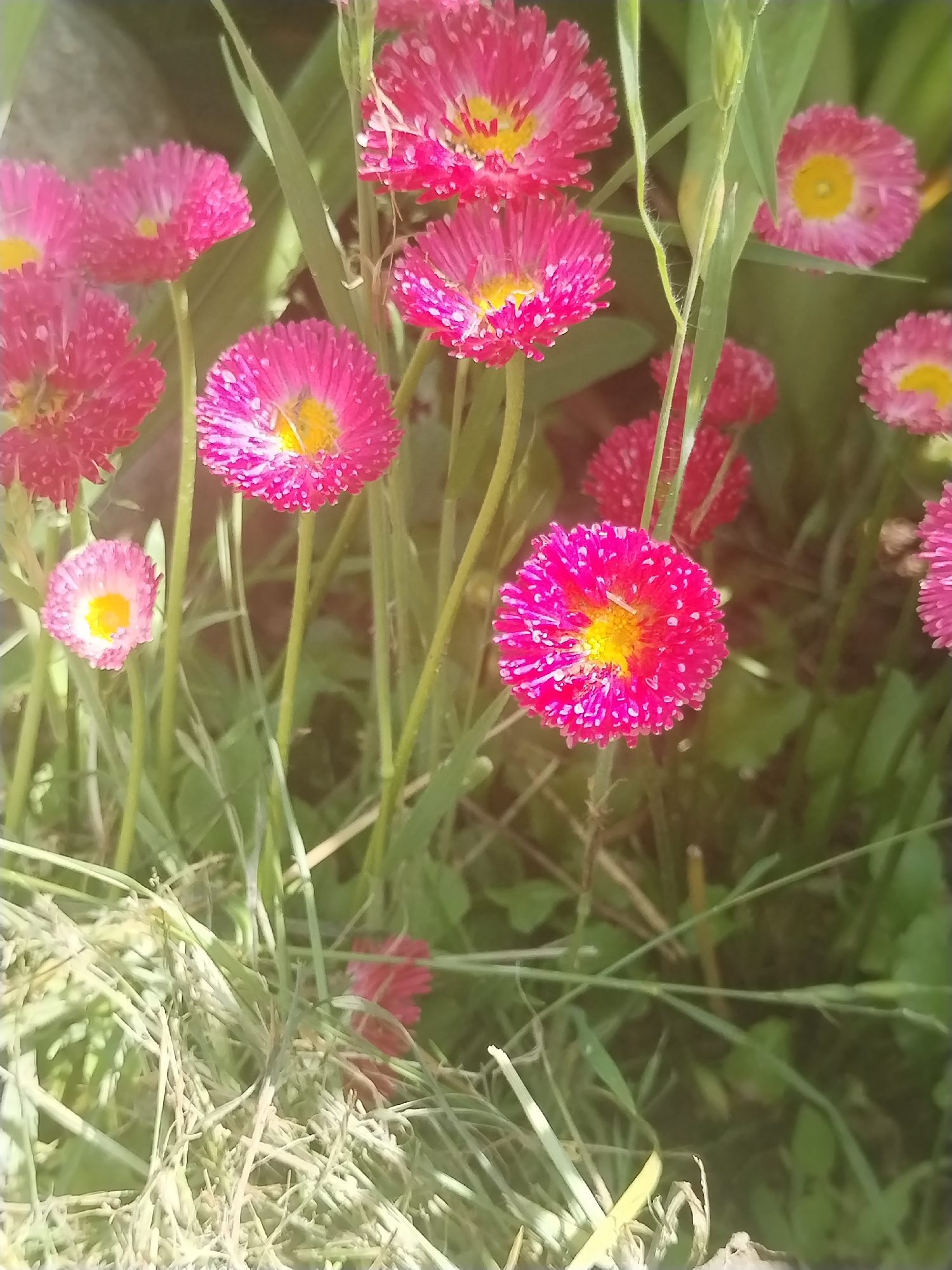 A close-up outdoor photograph displays a dense cluster of small, vibrant pink-magenta flowers, each featuring a prominent bright yellow center. The flowers are interspersed with and surrounded by green foliage, including slender grass blades and stems, which dominate the background and foreground. Several flowers in the mid-ground and lower right are in sharp focus, revealing intricate petal structures and pollen within their centers. Other flowers are visible but blurred in the periphery, suggesting a shallow depth of field. Natural sunlight illuminates the scene, creating highlights on the petals and a general soft glow. No human presence, animals, or artificial structures are visible. The natural environment is consistent with an outdoor garden or meadow setting in Бараўлянскі сельскі Савет, Belarus.