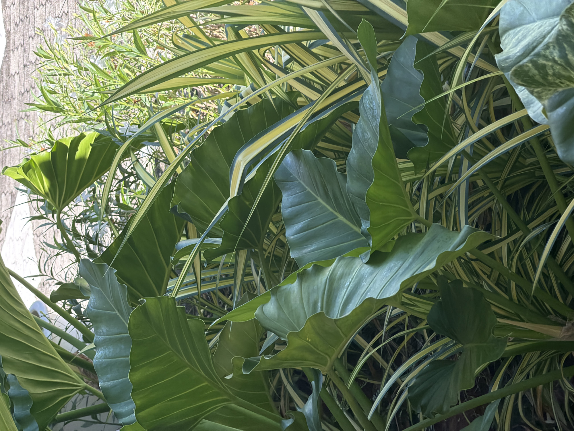 This image depicts a dense cluster of lush green plants, primarily large-leafed elephant ear plants, with vibrant green and yellow striped foliage interspersed throughout. The leaves of the elephant ear plants are broad, with prominent veins and wavy edges, and they are arranged in overlapping layers, creating a sense of depth and abundance. The striped foliage, likely from a variety of ornamental grass or a similar plant, adds a contrasting texture and color to the scene. Sunlight filters through the leaves, casting dappled shadows and highlighting the glossy surfaces of the foliage. The background is softly blurred, suggesting an outdoor setting. Given the context of Choeng Thale, Thailand, this scene is likely found in a garden, a park, or along a walkway, characteristic of tropical landscaping in the region. There are no people or animals visible in the image, and no specific actions or interactions are depicted. The environment appears natural and verdant.
