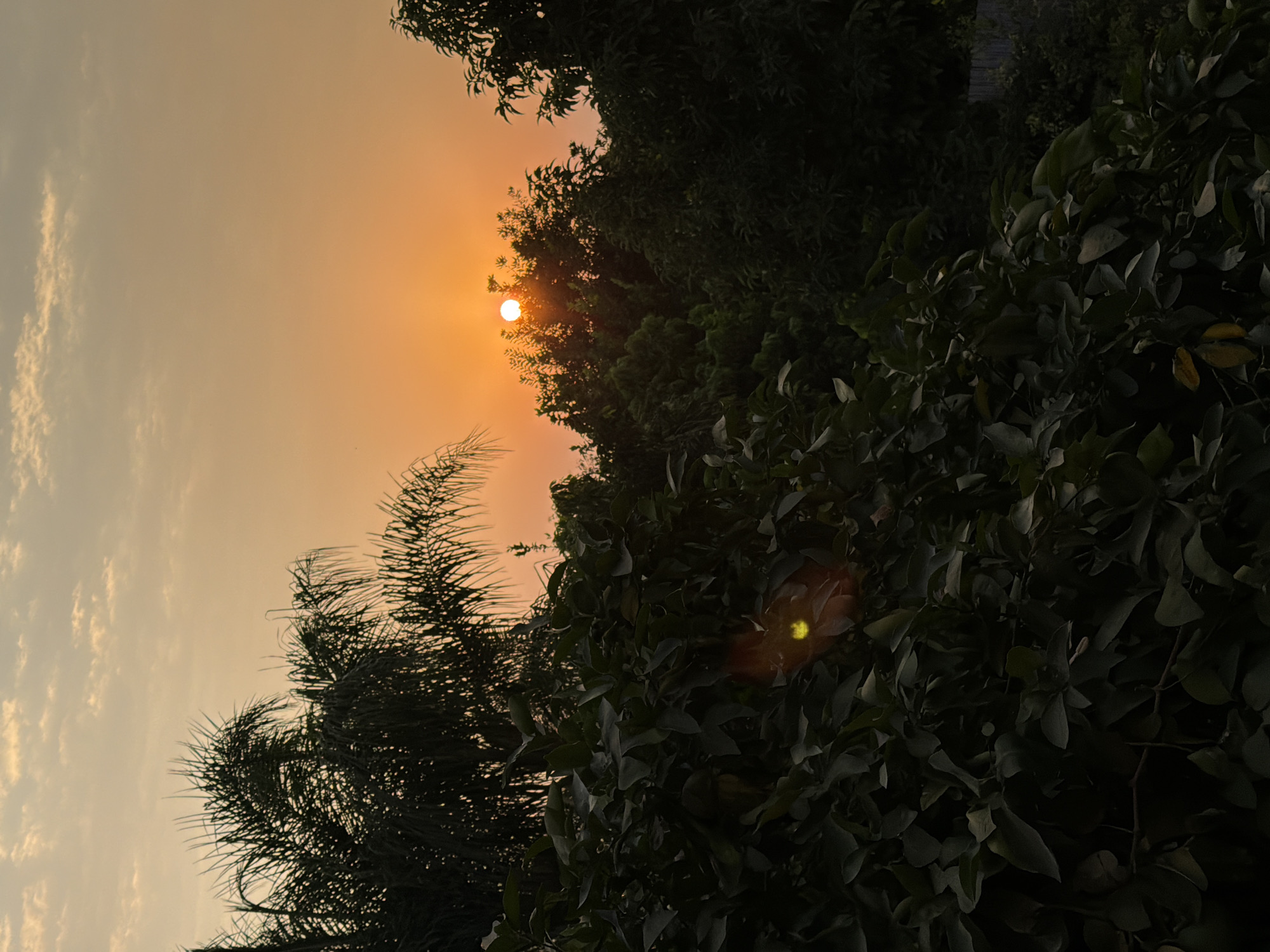 The image depicts a sunset over a densely vegetated area in Gedera, Israel. The sun, a bright orange orb, is partially obscured by the dark silhouettes of trees. The sky is a gradient of warm hues, transitioning from a pale yellow at the horizon to a soft orange and then a muted beige towards the top, with scattered, wispy clouds. In the foreground, lush green foliage, likely from trees or bushes, dominates the lower half of the frame, with some leaves appearing almost black due to the low light. A lens flare, appearing as a bright yellow-green circle with a distinct halo, is visible on the leaves in the mid-left portion of the image. Beyond the immediate foliage, more trees and the tops of palm fronds are visible against the sunset sky. The overall scene suggests a natural environment within or on the outskirts of the city, characterized by significant plant life.
