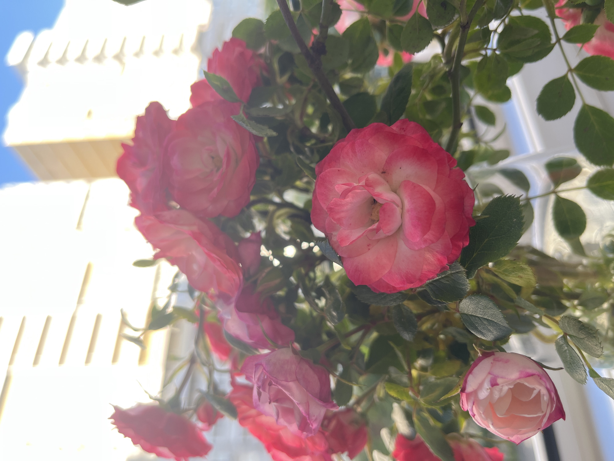 A close-up, sun-drenched photograph captures a vibrant cluster of pink and white roses blooming on a bush. The foreground is dominated by multiple rose blossoms and buds, interspersed with dark green, serrated leaves and thin stems. The most prominent rose, located slightly right of center, displays petals that transition from a rich pink at the edges to a soft white in its core. Other roses, in various stages of bloom, show similar two-toned coloration.
The background on the left side is heavily overexposed and blurred, revealing a bright white architectural structure with distinct vertical and horizontal lines, possibly part of a building, balcony, or fence. A small portion of clear blue sky is visible in the upper left corner. The intense, bright light suggests a sunny day, likely morning or late afternoon, as the light creates a soft haze and highlights on the leaves and petals.
No people or specific activities are depicted, focusing entirely on the natural beauty of the flowering plant. There is no visible text. The scene conveys a sense of warmth and tranquility, typical of a summer day in Krasnodar, Russia.