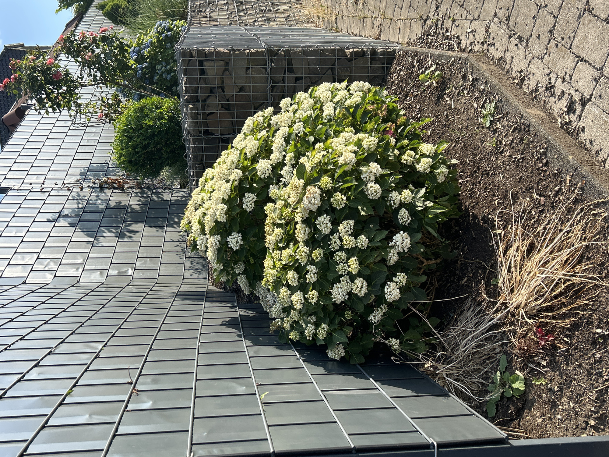 The image shows a garden area with a large bush of white flowers in the foreground, positioned next to a grey metal fence. Behind the flowering bush, there is a gabion wall constructed with stones. To the right of the gabion wall, a paved walkway is visible. In the background, a rose bush with pink flowers and a green spherical shrub can be seen, along with a house and trees. The scene appears to be located in the city of Waldbröl, Germany.