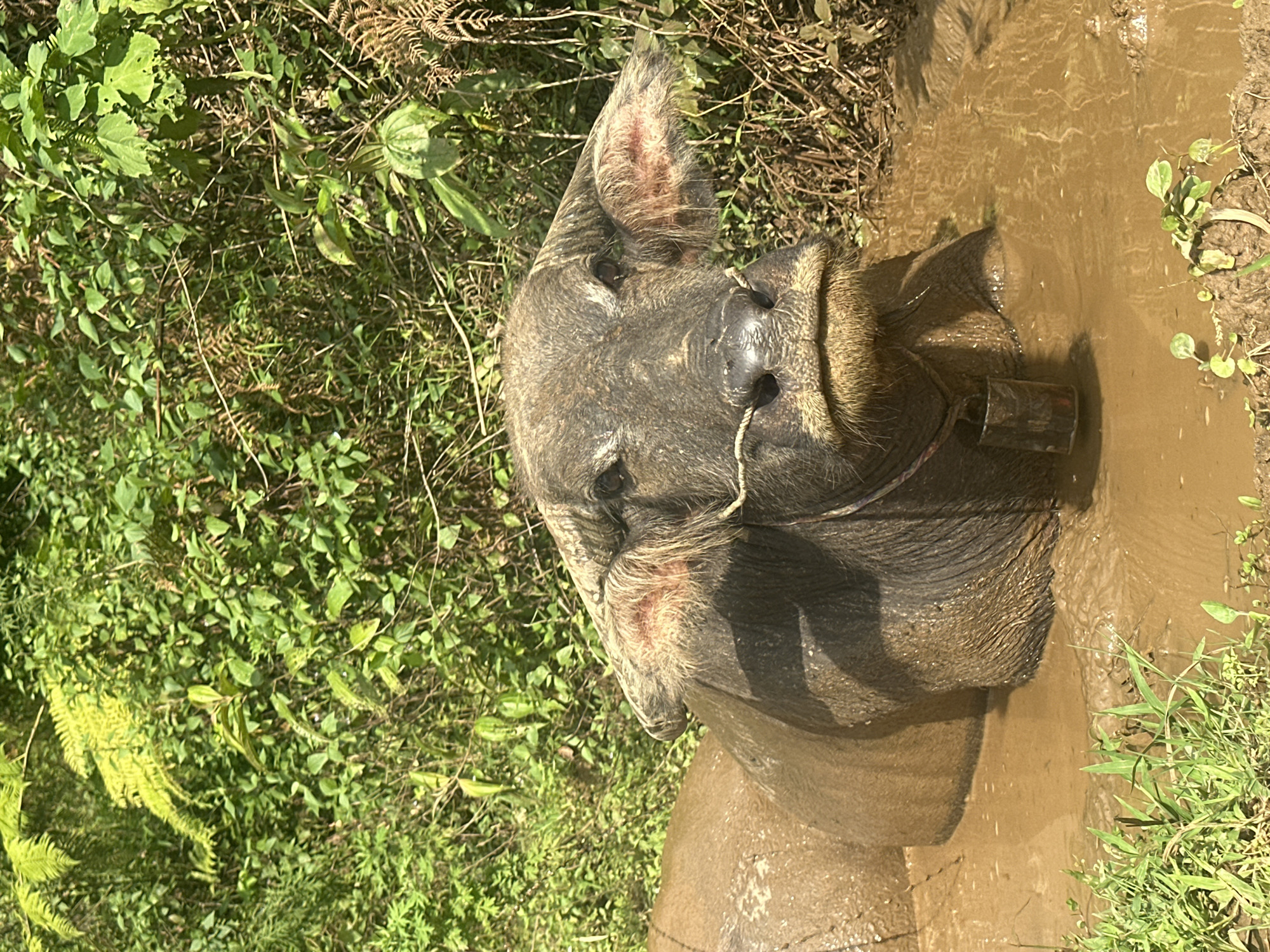 The image displays a close-up, angled view of a water buffalo partially submerged in a muddy pool. The animal's head and upper body are prominent, tilted upwards and slightly towards the viewer, appearing on the right side of the frame. Its thick, dark hide is thoroughly coated in light brown mud, which glistens under the bright daylight. A light-colored rope or string is threaded through the buffalo's nostrils, and a small, cylindrical metal bell is attached to its neck, partially submerged in the murky water. The buffalo's eyes appear dark and serene, and one visible ear shows some reddish-pink skin inside.
The muddy pool occupies the central and lower portions of the frame, reflecting patches of sunlight. Surrounding the muddy area, particularly to the left and top, is dense, lush green vegetation, including distinct ferns and various broad-leafed plants, indicating a vibrant natural environment. The ground immediately adjacent to the mud is earthy and damp, with scattered small green shoots. The scene is brightly lit by natural sunlight, suggesting daytime with clear weather. The buffalo appears to be calmly wallowing in the mud, a common behavior for cooling and skin protection. No text is visible in the image. The setting, with the water buffalo amidst verdant surroundings, is characteristic of rural agricultural areas such as Lao Chai, Vietnam.