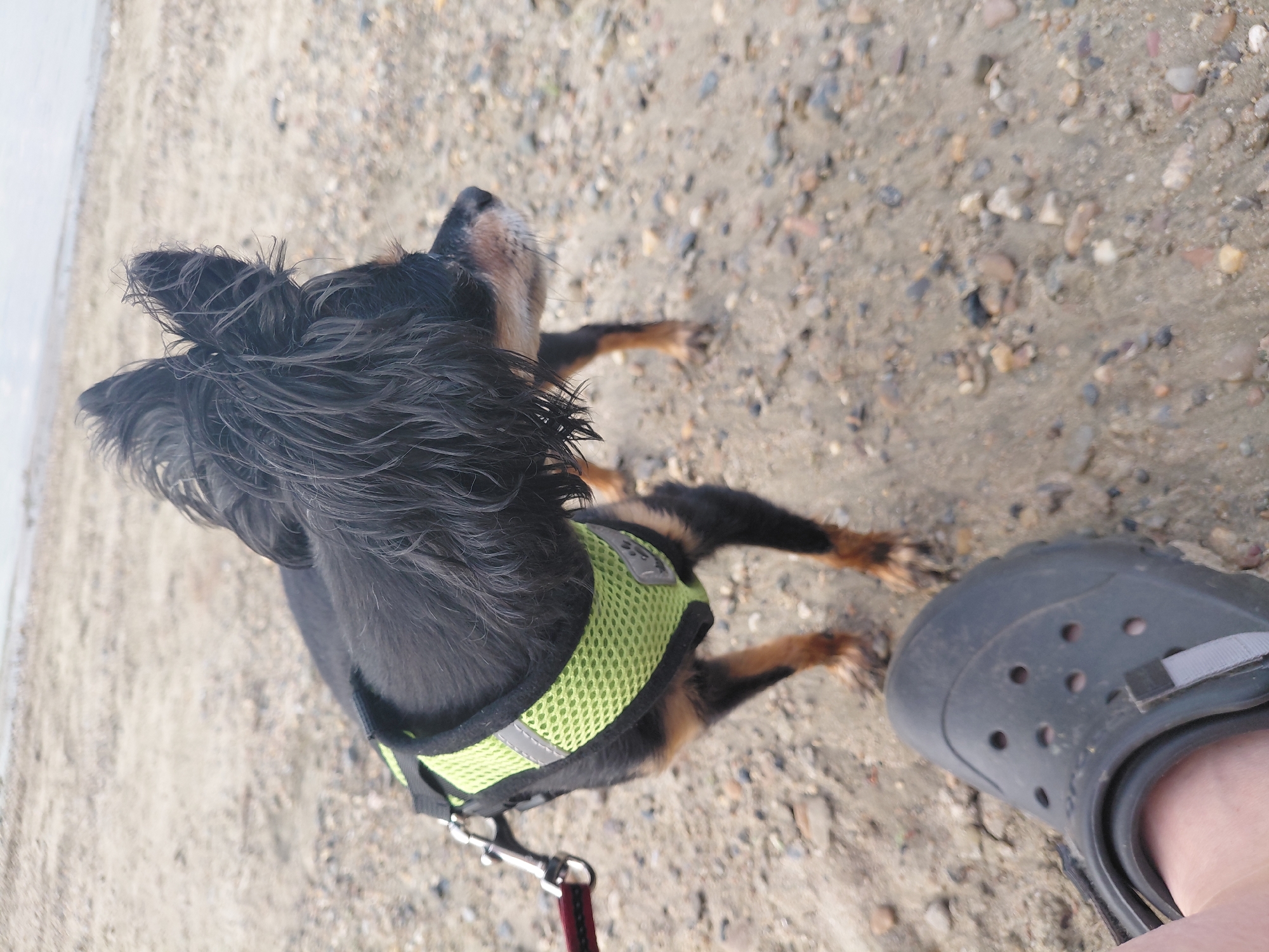 A small black and tan dog wearing a neon green harness stands on a sandy, pebbly shore, looking to the right. The dog's fur is long and somewhat matted, particularly around its ears. Its leash, attached to the harness, extends to the left out of frame. In the foreground, a person's foot wearing a black clog is visible. The background shows a hazy, light-colored expanse, likely water and sky, suggesting a beach or lake setting. The scene appears to be outdoors in a natural environment. The specific location within Novosibirsk, Russia cannot be determined from the visual information provided.