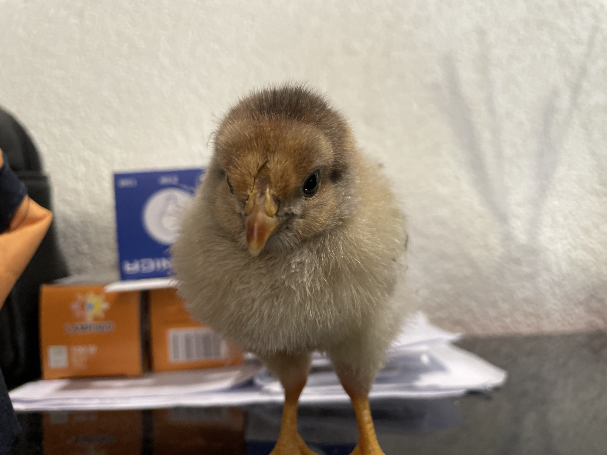 A close-up shot presents a small, fluffy chick with brown and white feathers. The chick is standing on a dark, reflective surface, possibly a table or desk. Behind the chick, slightly out of focus, are various objects including orange boxes, a blue box, and scattered papers. The background is a blurred white wall. There is no indication of this image being taken in the city of Zlatograd, Bulgaria. There is no evidence of people, actions or interactions in the image.