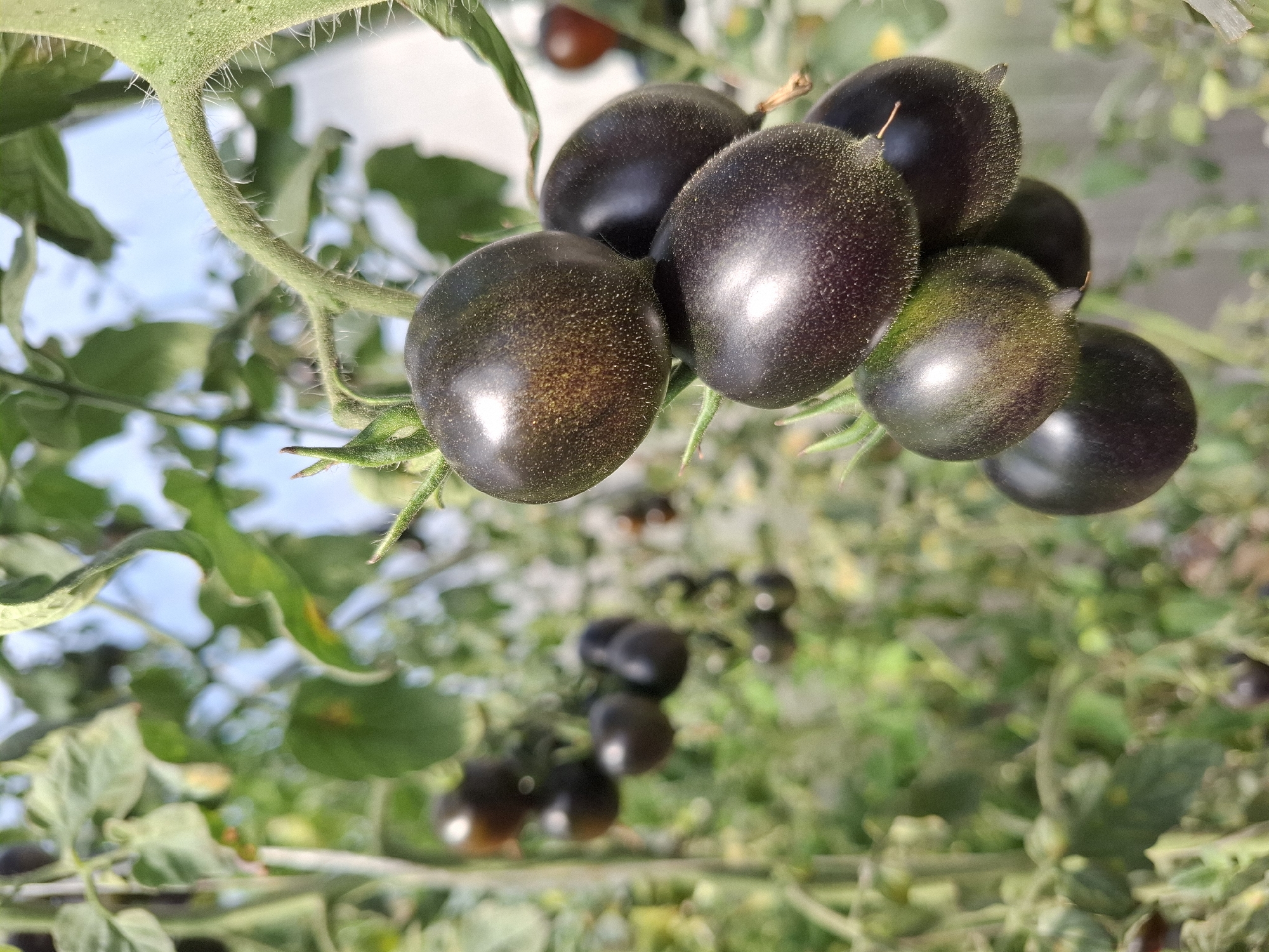 A close-up, eye-level, vertical shot captures a cluster of dark purple heirloom tomatoes growing on a vine. The tomatoes are round to oval in shape, with a smooth, slightly glossy skin that has a subtle speckled texture. Sunlight illuminates the top of the tomatoes, creating highlights. Some of the tomatoes are clustered closely together, while others hang individually. The vine's stem is green and fuzzy, with small hairs visible. Lush green leaves of the tomato plant fill the background, some in focus and others blurred, creating a shallow depth of field. In the far background, out of focus, are more tomato plants and a hint of a bright sky. There is no indication of any specific location within the city of Tyumen, Russia. No people or actions are depicted.