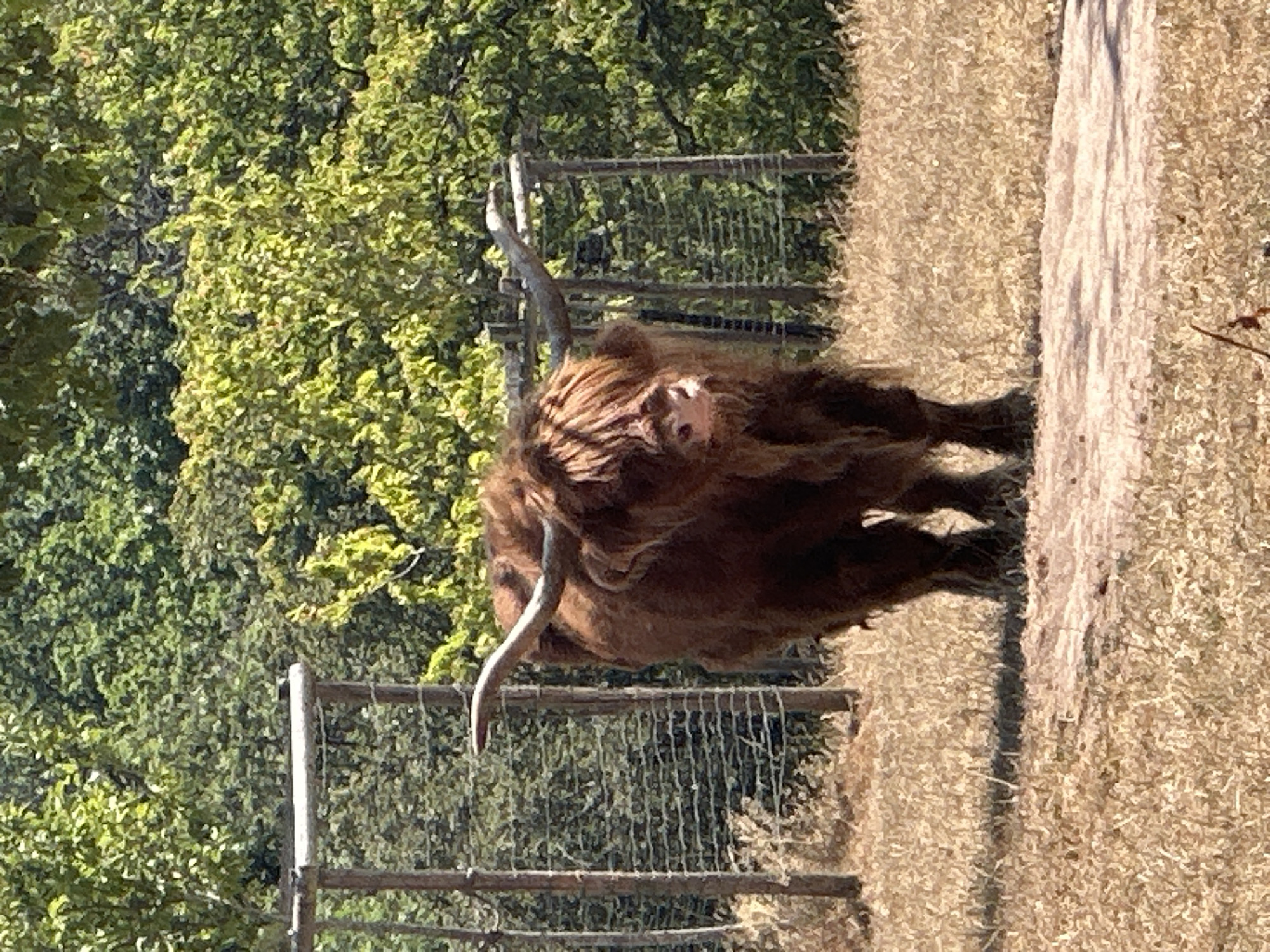 In Tandel, Luxembourg, a solitary Highland cow with shaggy, reddish-brown fur stands in an enclosure. Its long, curved horns are prominent against the backdrop of lush green trees. The ground is covered in dry, golden grass, and a light-colored path runs through the middle of the scene. A wooden fence, partially obscured by the cow, encloses the area. The lighting suggests it is a sunny day, casting shadows on the ground.