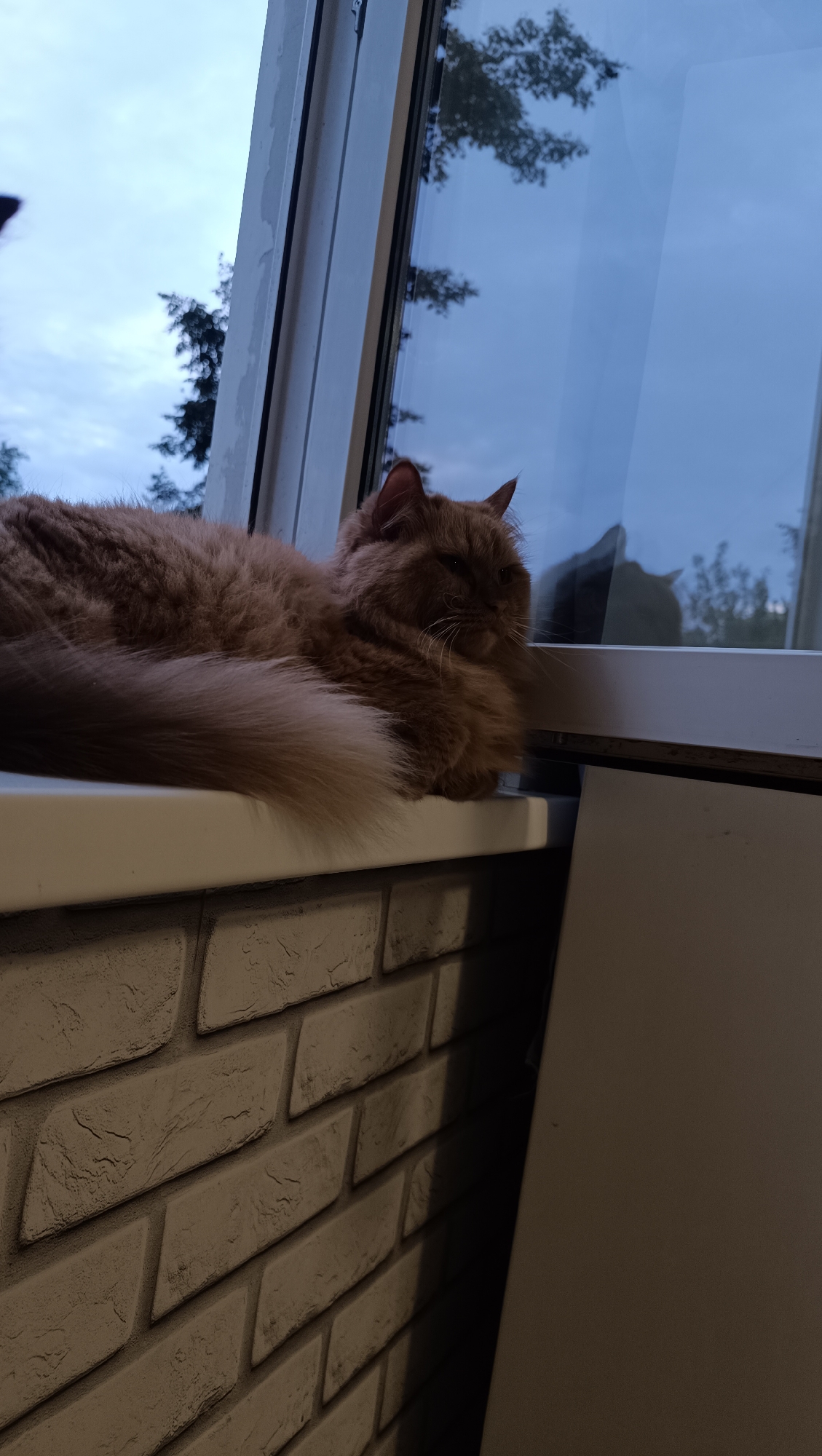 A fluffy, ginger cat is resting on a white windowsill. The cat is curled up, facing left with its eyes partially closed. Its long, bushy tail is wrapped around its body. Behind the cat, a large window shows a reflection of the cat and a blurry outdoor scene with trees against a twilight sky. The windowsill is positioned above a brick wall. The scene appears to be indoors, near a window. The location is specified as Chaikovsky, Russia.