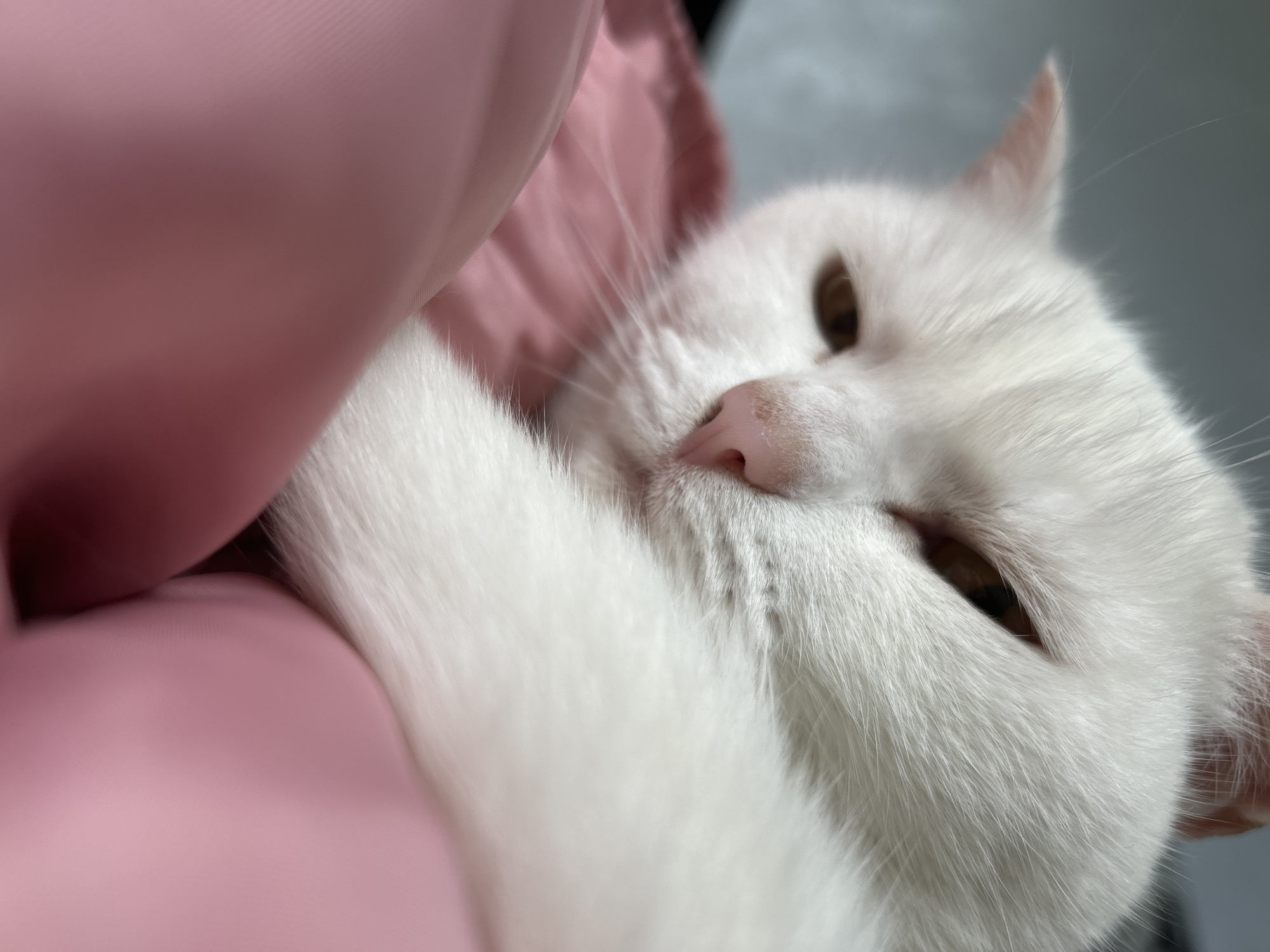 A close-up, eye-level shot focuses on a white cat with light brown eyes, resting on a pink surface. The cat's face is angled slightly away from the camera, with its eyes partially closed, giving it a relaxed or sleepy appearance. Its nose is a soft pink, and its white fur appears fluffy. The pink surface beneath the cat is smooth and appears to be fabric, possibly a blanket or pillow. The background is softly blurred, suggesting the photo was taken indoors. There is no indication of the cat's location within the city of Chaikovsky, Russia.