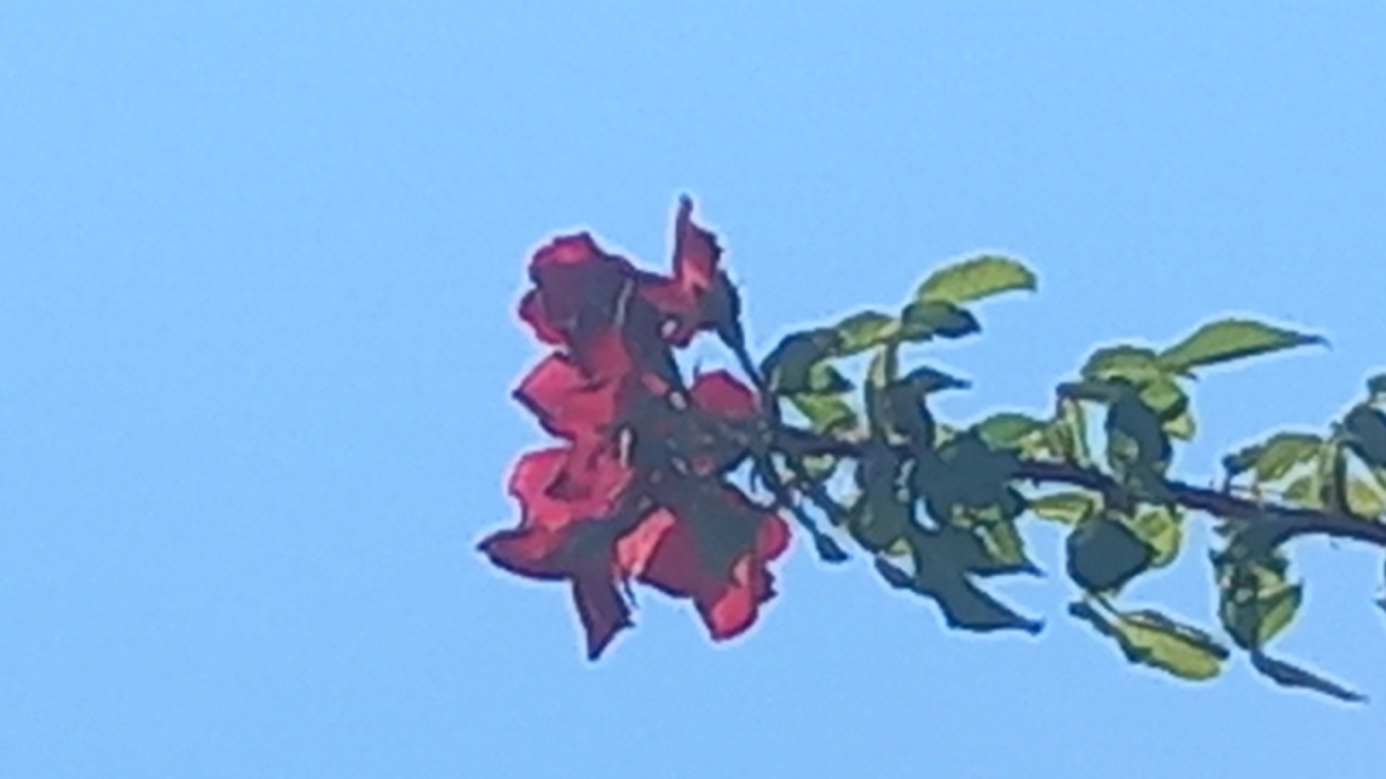 A close-up, low-angle shot captures a dark red rose against a clear blue sky. The rose is in focus, with its petals appearing slightly wilted and curled. Green leaves and a thin stem are visible below the bloom. The background is a solid expanse of blue sky, suggesting an outdoor setting. The image is located in Agios Nektarios, Greece.