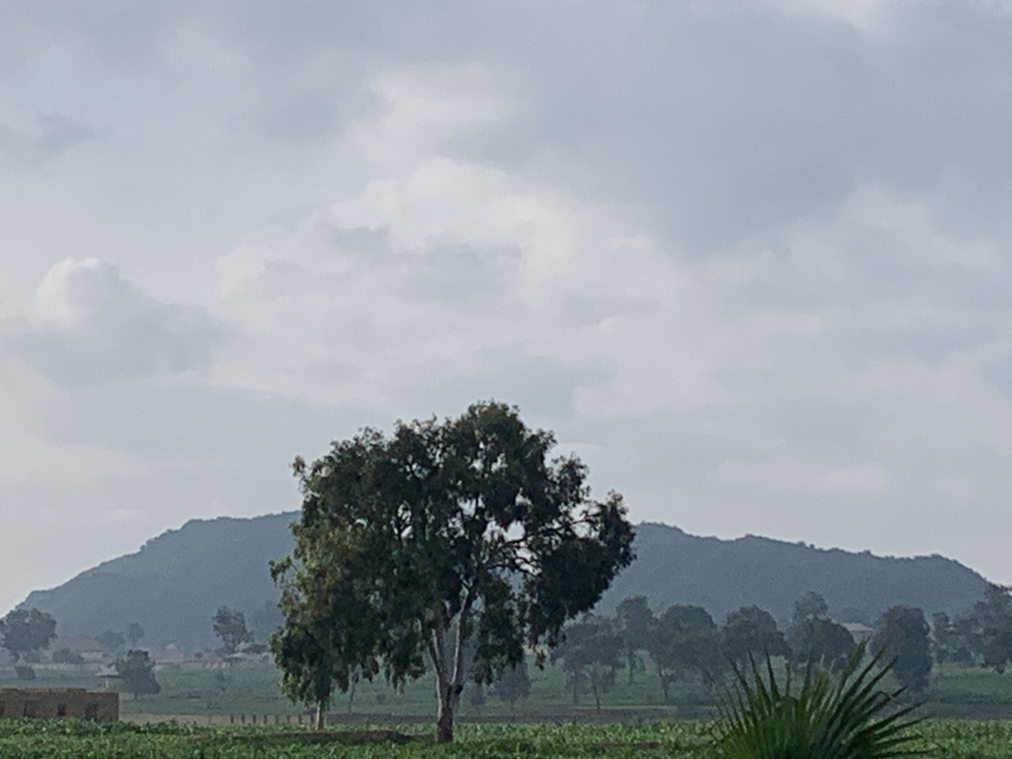 The image depicts a rural landscape with a large, leafy tree in the foreground. In the mid-ground, there is a gentle, tree-covered hillside or mountain under a cloudy sky. Scattered buildings and a cluster of trees are visible at the base of the hill. The foreground consists of a field of green crops. The scene appears to be from Kuru Karama, Nigeria, suggesting a possibly agricultural setting with natural topography. The lighting indicates an overcast day.