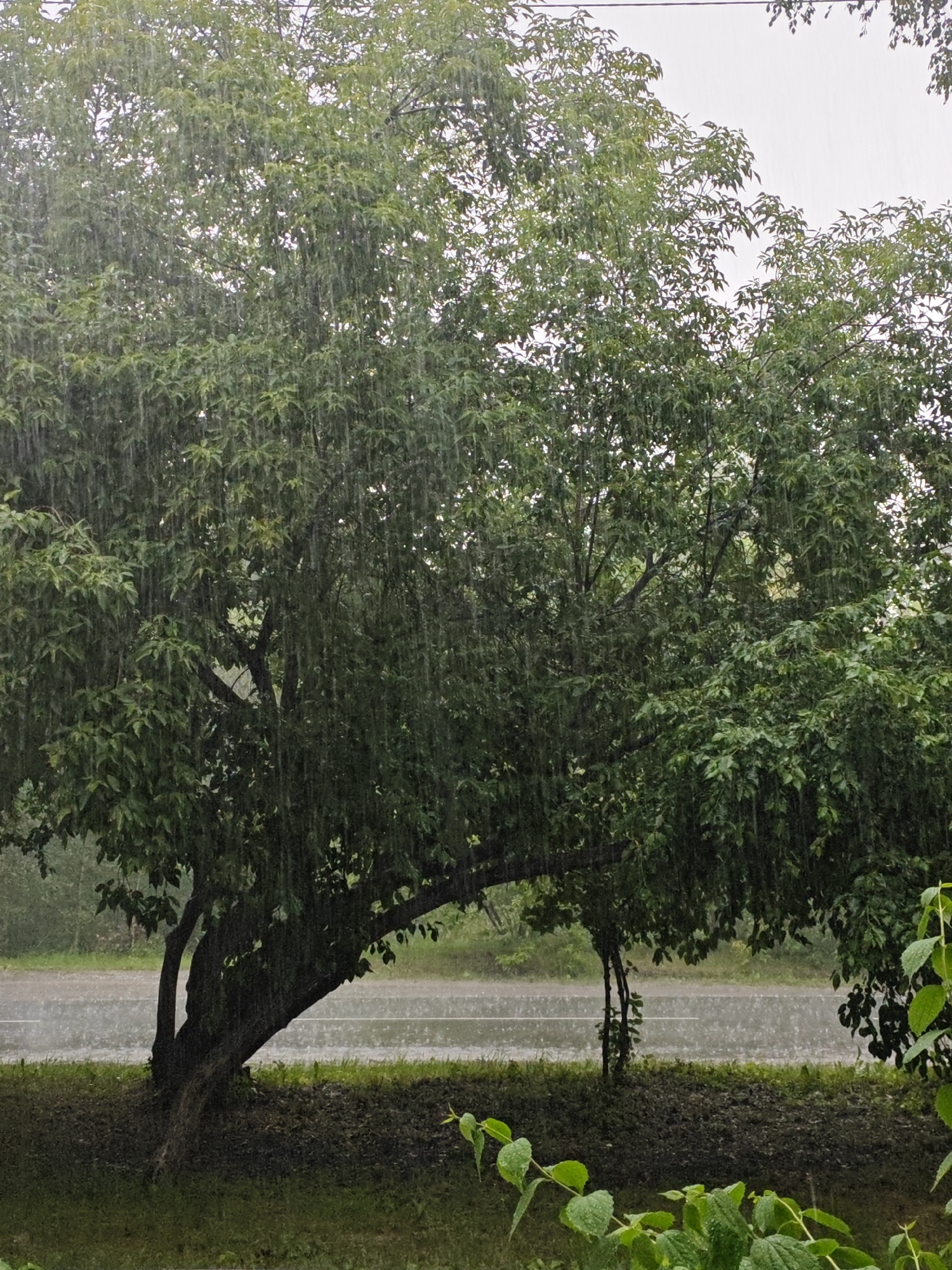 This media file depicts a serene, yet somber scene of a large, leafy tree during a downpour. The tree, with its dark trunk and abundant green foliage, dominates the frame. Raindrops are visible as streaks, creating a sense of movement and the intensity of the weather. The tree's branches arch over a paved surface, likely a road, which is glistening with rain. Beyond the road, the background is blurred, suggesting more greenery or trees.
The scene is set outdoors, with the overcast sky indicating either early morning or late afternoon, or simply a heavily clouded day. The weather is clearly rainy, with a visible downpour. The environment appears to be natural, possibly a roadside or park area, given the presence of the road and the lush vegetation. There are no people or man-made objects other than the road itself.
The overall mood conveyed is one of peacefulness and natural beauty, amplified by the calming effect of rain. The heavy foliage of the tree, contrasted with the falling rain, creates a sense of being immersed in nature's rhythm. No text is visible in the image.