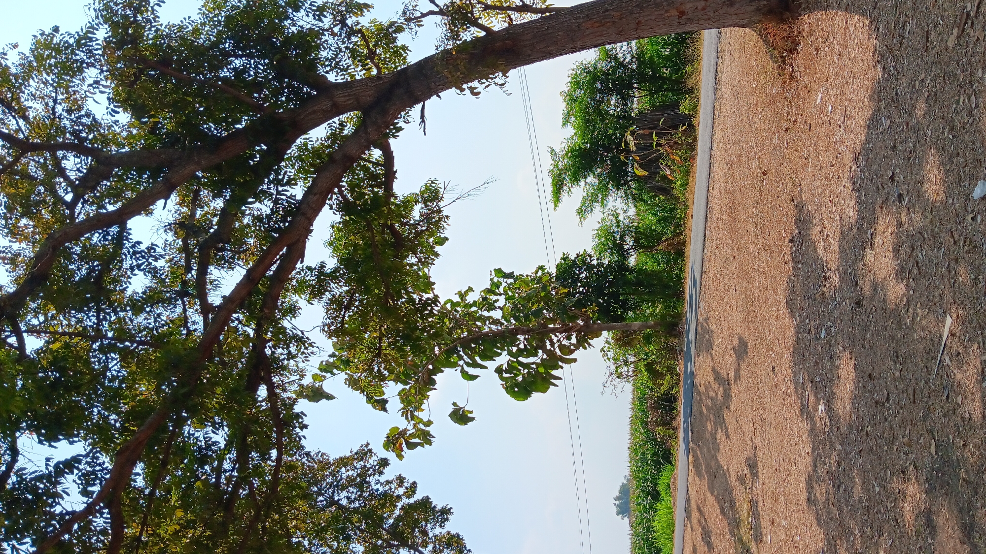 This image shows a roadside scene in Getas, Indonesia, dominated by a large tree in the foreground with its branches extending over a dirt path and a paved road. The tree has a thick, rough-barked trunk and is covered in dense green foliage. Sunlight filters through the leaves, casting dappled shadows on the ground.
Beyond the road, a field of corn, or a similar crop, stretches across the middle ground, its green stalks creating a textured line against the horizon. A power line stretches across the scene, supported by unseen poles, intersecting the view of the field and the sky. The sky is clear and bright blue, suggesting a sunny day.
The environment appears rural, with natural vegetation and agricultural fields surrounding a simple road. The presence of the power line indicates some level of infrastructure, but the overall impression is one of a quiet, open landscape typical of a village or rural area. There are no people or animals visible in the image. The dirt path in the foreground is covered with small stones and dry leaves.
