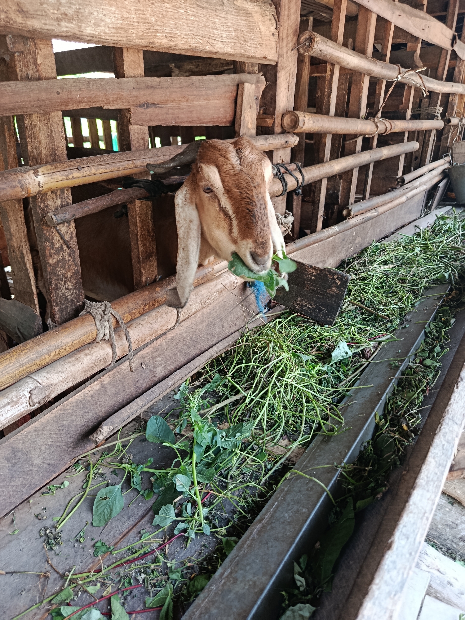 A light brown and white goat is eating green leafy vegetation from a long, narrow feeding trough within a rustic wooden pen. The pen appears to be constructed from rough-hewn wooden planks and bamboo poles. The trough is filled with a substantial amount of green feed, and some vegetation has spilled onto the wooden floor of the pen. The goat's head is partially visible, with its mouth actively chewing. The environment suggests a farm or rural setting, possibly in Sarwadadi, Indonesia, given the architectural style of the pen and the vegetation. The lighting is natural, indicating it is daytime.