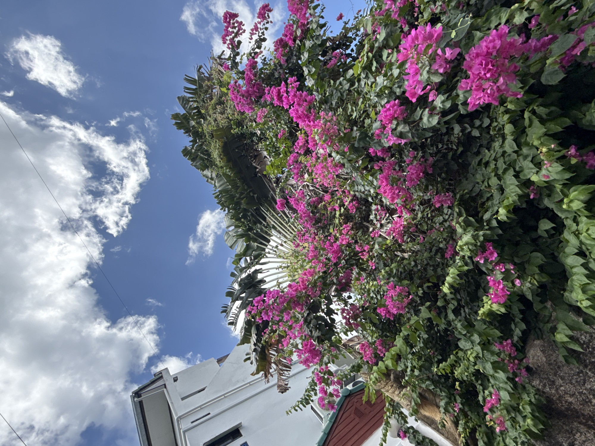 A low-angle outdoor shot captures a vibrant bougainvillea bush overflowing with bright pink flowers, set against a backdrop of a clear blue sky dotted with white clouds. To the left, a portion of a white building with a dark-tiled roof is visible, suggesting an urban or semi-urban environment. The foliage of the bougainvillea is lush and green, contrasting with the bright pink bracts. The overall scene conveys a sense of tropical abundance and natural beauty. The image appears to be taken in Ko Samui District, Thailand, a location known for its lush vegetation and tropical climate.