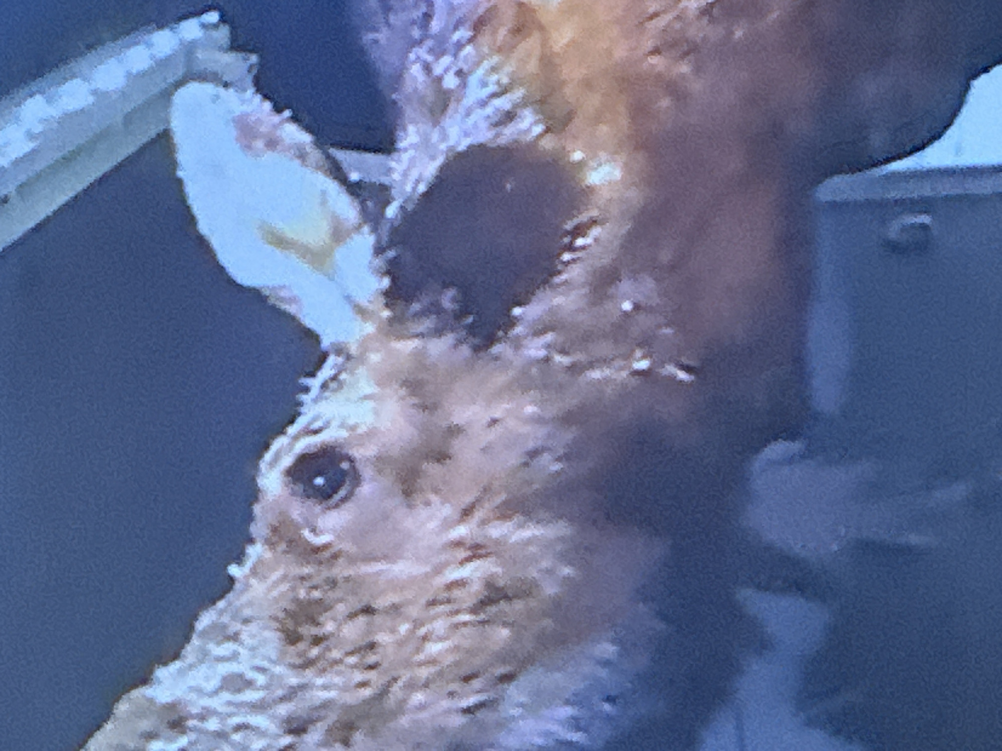 A close-up, side profile shot captures the head of a taxidermied moose. The animal's fur is a light brown with patches of white, giving it a textured appearance. Its eye, a dark brown pupil with a white highlight, is visible on the left side of its face. A light-colored, pale yellow ear is prominent on the right, positioned above its head. The background is a solid, dark blue, creating a stark contrast with the subject. The lighting is subdued, with hints of white light illuminating the fur, particularly around the ear and the top of the head. The image appears to be taken indoors, possibly in a museum or a home setting given the quality of the taxidermy and the indoor lighting.