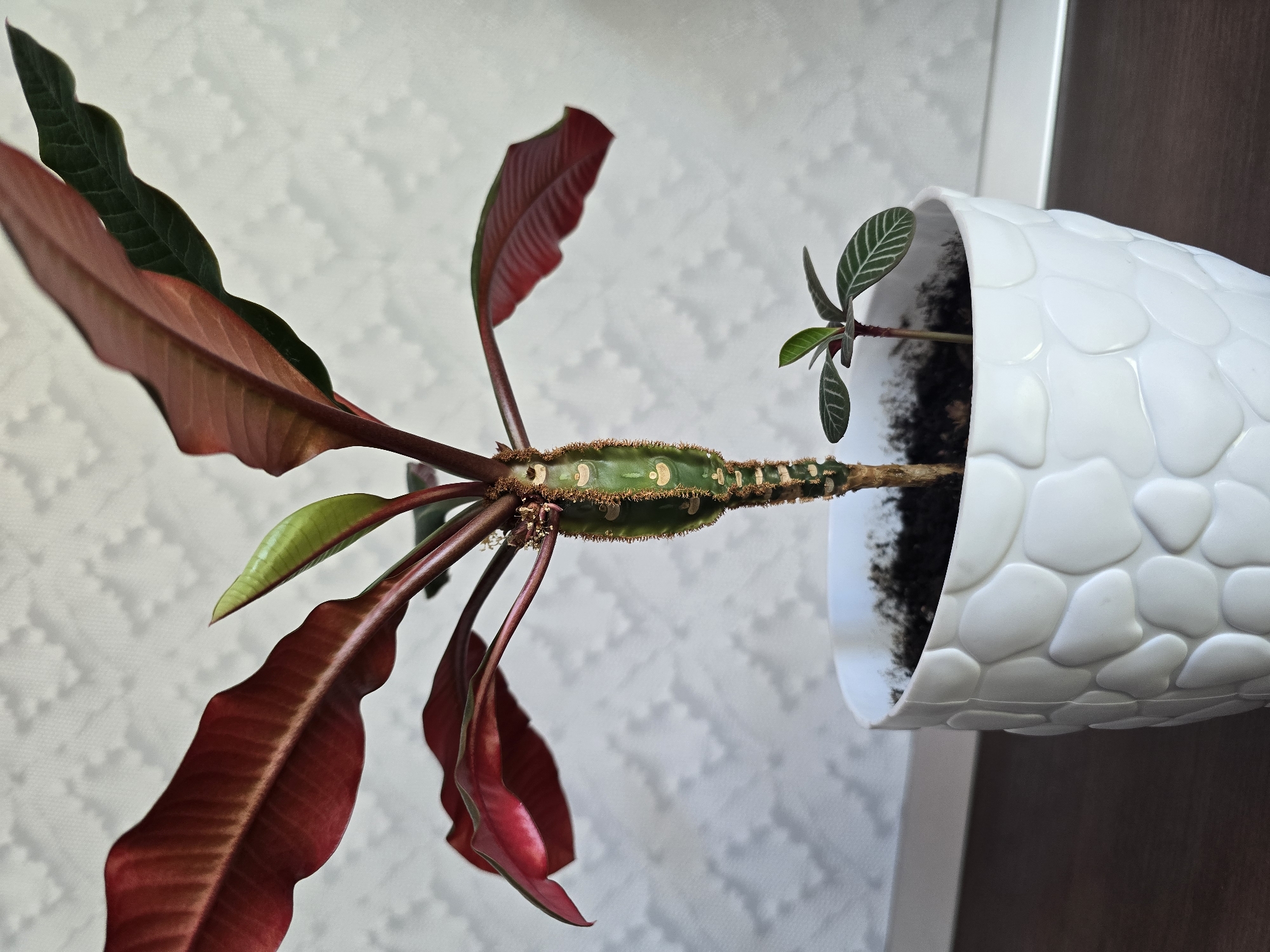 An indoor potted plant is photographed against a textured white wall. The plant features a thick, green, segmented stem with small brown prickles. Several large, ovular leaves, predominantly deep red with lighter red venation, branch out from the upper part of the stem. A smaller, newer green leaf is visible near the top. A tiny seedling with striped green leaves is growing in the same white, pebble-textured pot. The plant is situated on a dark brown surface. The overall scene suggests a domestic setting, possibly an apartment in Sofiivska Borshchahivka, Ukraine, given the mention of its location. There are no people or animals present in the image.