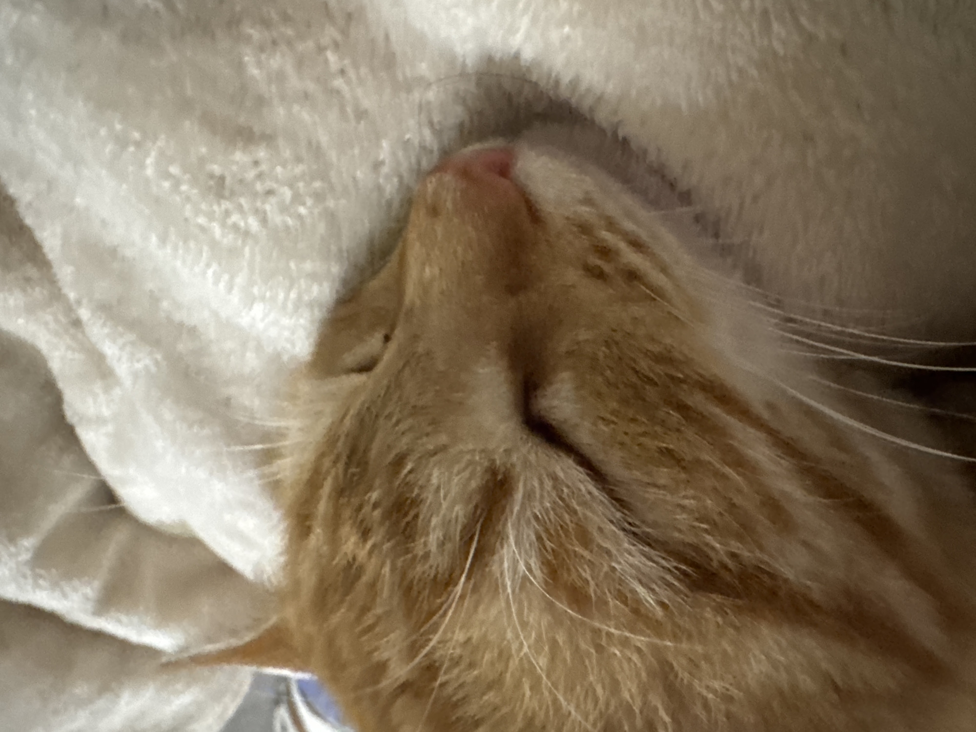 A close-up, slightly angled shot depicts an orange tabby cat sleeping, its head nestled against a soft, white, textured blanket. The cat's pink nose is prominent, and its closed eye is partially visible. Long white whiskers are visible on the right side of the frame. The cat's fur has a striped pattern. The location is not provided, and neither is a location in Rostov-on-Don, Russia.