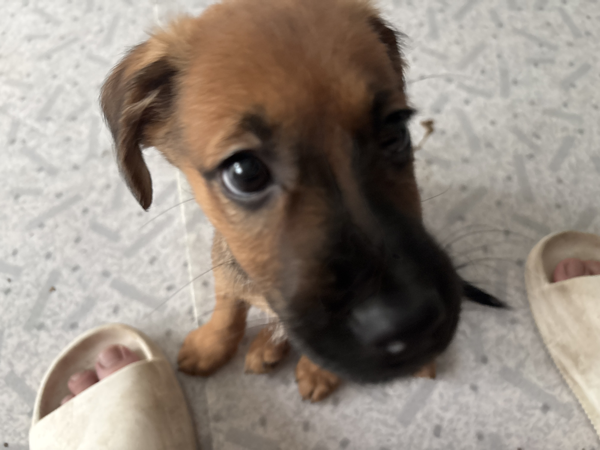 A high-angle, close-up, eye-level shot shows a young brown puppy lying on a grey and white speckled floor. The puppy is positioned in the center of the frame, facing directly towards the camera with its head tilted slightly to the left. The puppy's large, dark eyes are the focal point, reflecting light. Its black nose is prominent and slightly out of focus due to its proximity to the lens. A small white speck is visible on the left side of its nose. The puppy's ears are perked up, with the right ear bent slightly at the tip. Parts of its front paws are visible, with one paw extending towards the bottom left corner and another towards the top right. The puppy has short brown fur with darker markings on its face and around its ears. To the left of the puppy, partially cropped at the top and bottom of the frame, are two light-colored, slip-on sandals. The sandal in the top left corner contains a person's foot, with toes visible. The sandal in the bottom left corner is empty and appears to be slightly worn. The floor has a subtle textured pattern of grey and white. The lighting is bright, casting minimal shadows. No other people or objects are clearly visible.