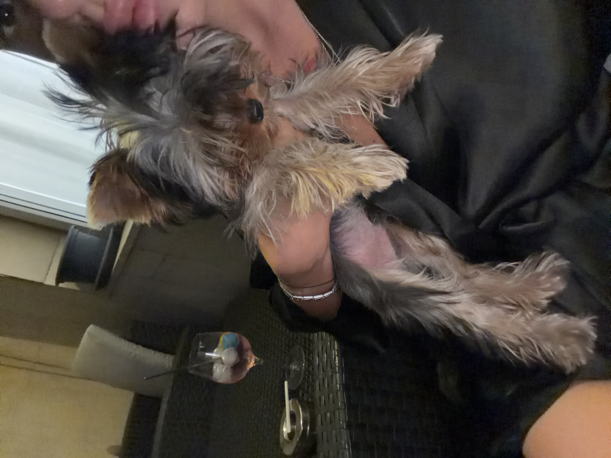 A close-up, slightly blurry image shows a person holding a small, scruffy Yorkshire Terrier. The dog is positioned in the person's arms, with its head and forelegs visible. The person's arm, wearing a silver bracelet, is also visible. In the background, a wine glass with a pink drink and ice cubes, and an ashtray with a cigarette, are on a dark, woven surface, likely an outdoor patio table. The overall lighting suggests an evening setting. No specific location within Sofia, Bulgaria can be determined from the visual evidence.