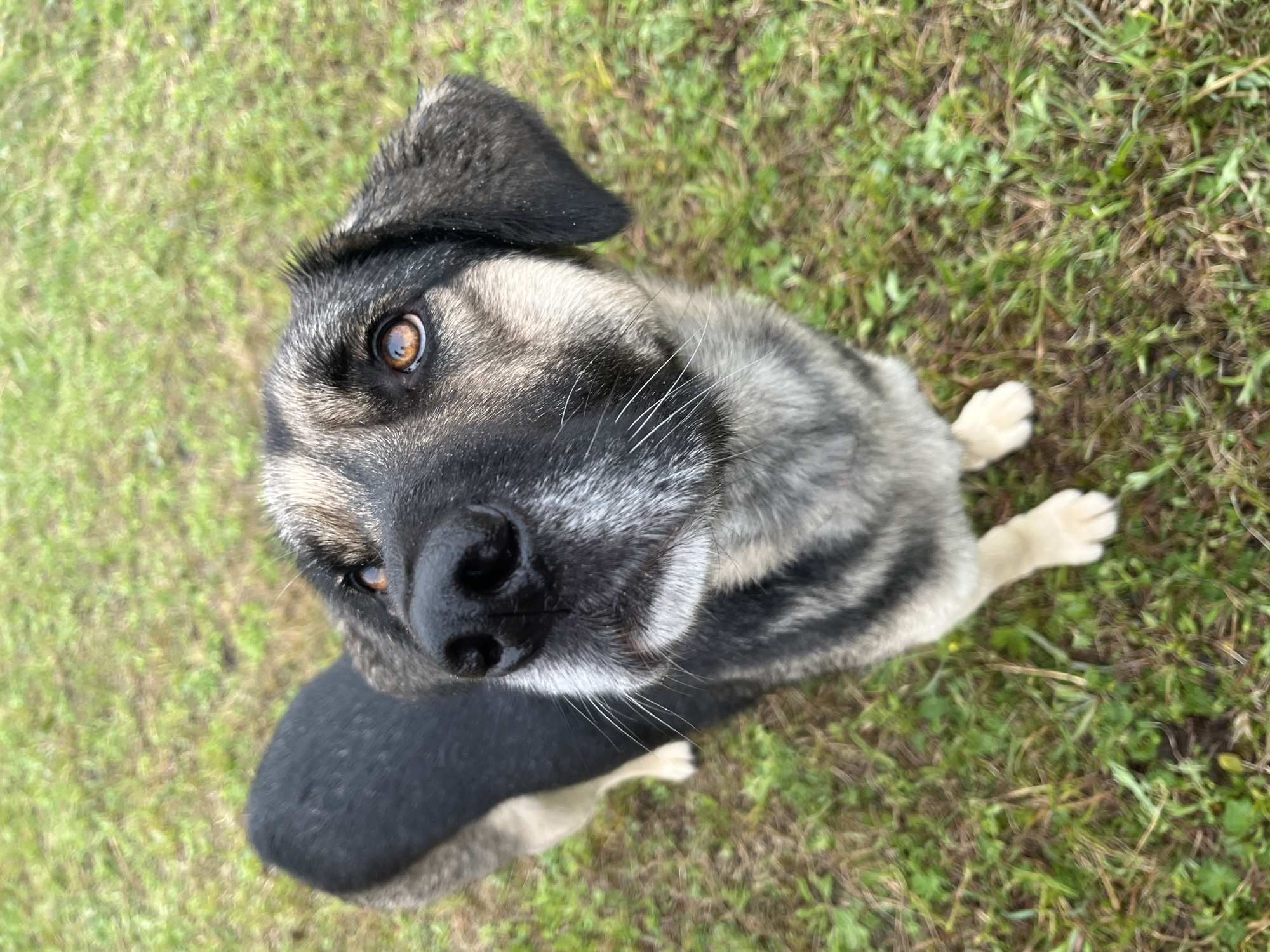 A medium-sized dog sits on green grass outdoors. The dog has a black and grey coat, with black fur around its muzzle and darker fur on its back. It has brown eyes and one ear is slightly drooped. The grass is scattered and uneven, with small green plants growing amidst it. The setting appears to be a yard or outdoor area. No specific landmarks or information are visible to establish the location as Nizhny Tagil, Russia.