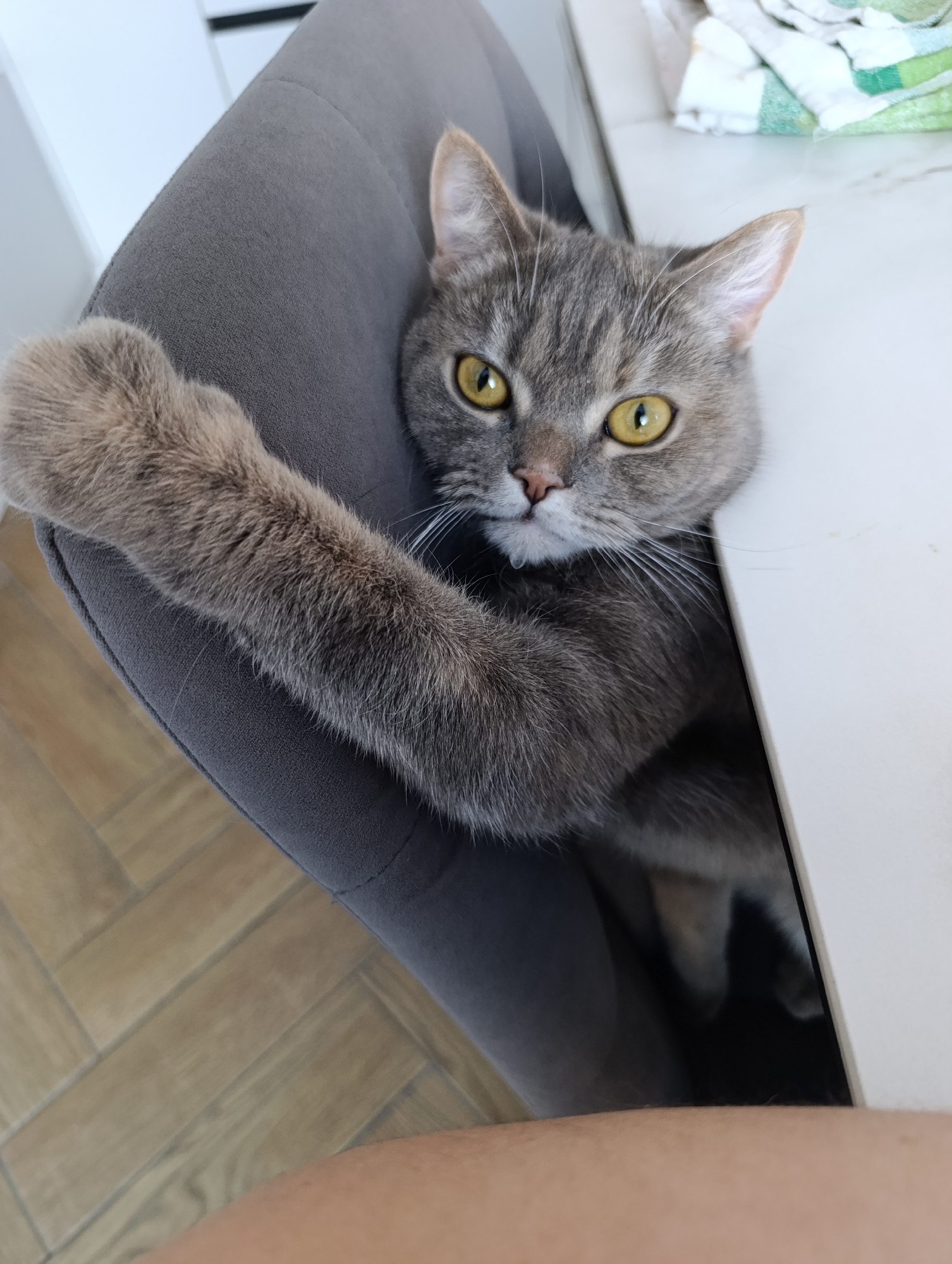 The image displays an indoor scene in Chaikovsky, Russia. A domestic cat, a gray tabby with prominent yellow eyes, is the central subject, positioned between a dark gray upholstered chair and a white table surface. Its head rests near the table's edge, and its left front paw (viewer's right) is extended horizontally across the chair's backrest. A small droplet of liquid is visible suspended from the cat's lower jawline. The cat is looking directly towards the camera. In the upper right background, a folded white and green striped cloth rests on a white surface. The floor in the lower left quadrant consists of light-toned wooden planks arranged in a herringbone pattern. The lower right foreground reveals a partial view of a light-skinned human thigh.