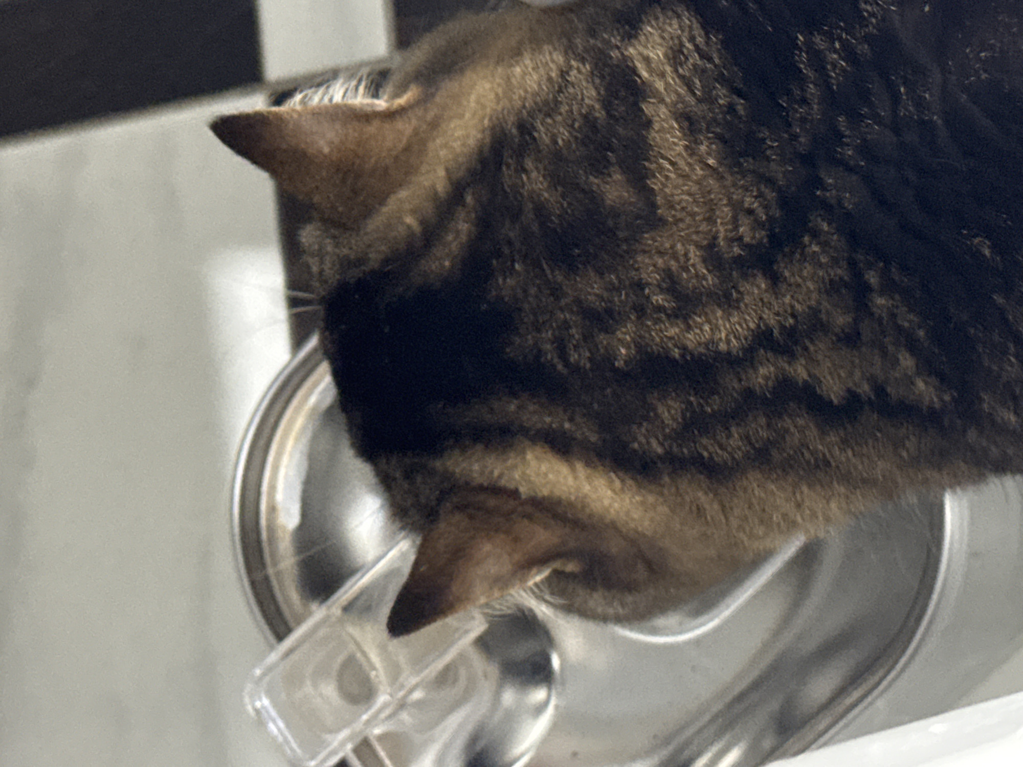 A tabby cat is drinking from a stainless steel bowl. The cat's head is bent down, and its ears are visible. A clear plastic dispenser is attached to the bowl. The scene appears to be indoors, with a tiled or patterned surface in the background. The image does not provide any information about the location in the city of Mikhaylovsk, Russia.