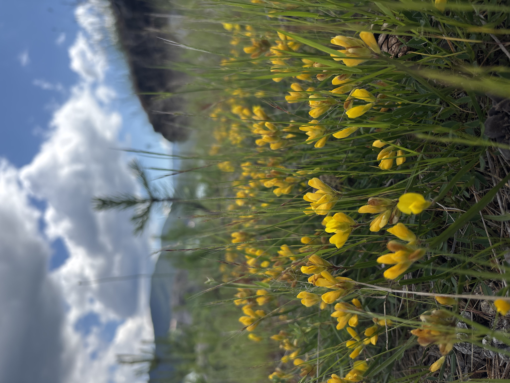 This is a low-angle, close-up, outdoor, eye-level shot of a field of small, yellow wildflowers. The flowers are densely packed and are the primary focus of the image. Green grass and weeds grow amongst the flowers, with some blades of grass extending in front of the flowers, obscuring them slightly. In the background, a single, slender pine tree stands in soft focus, with a blurred, rocky hillside behind it. The sky above is a mix of blue with fluffy white clouds. The scene appears to be in a natural, undeveloped area.