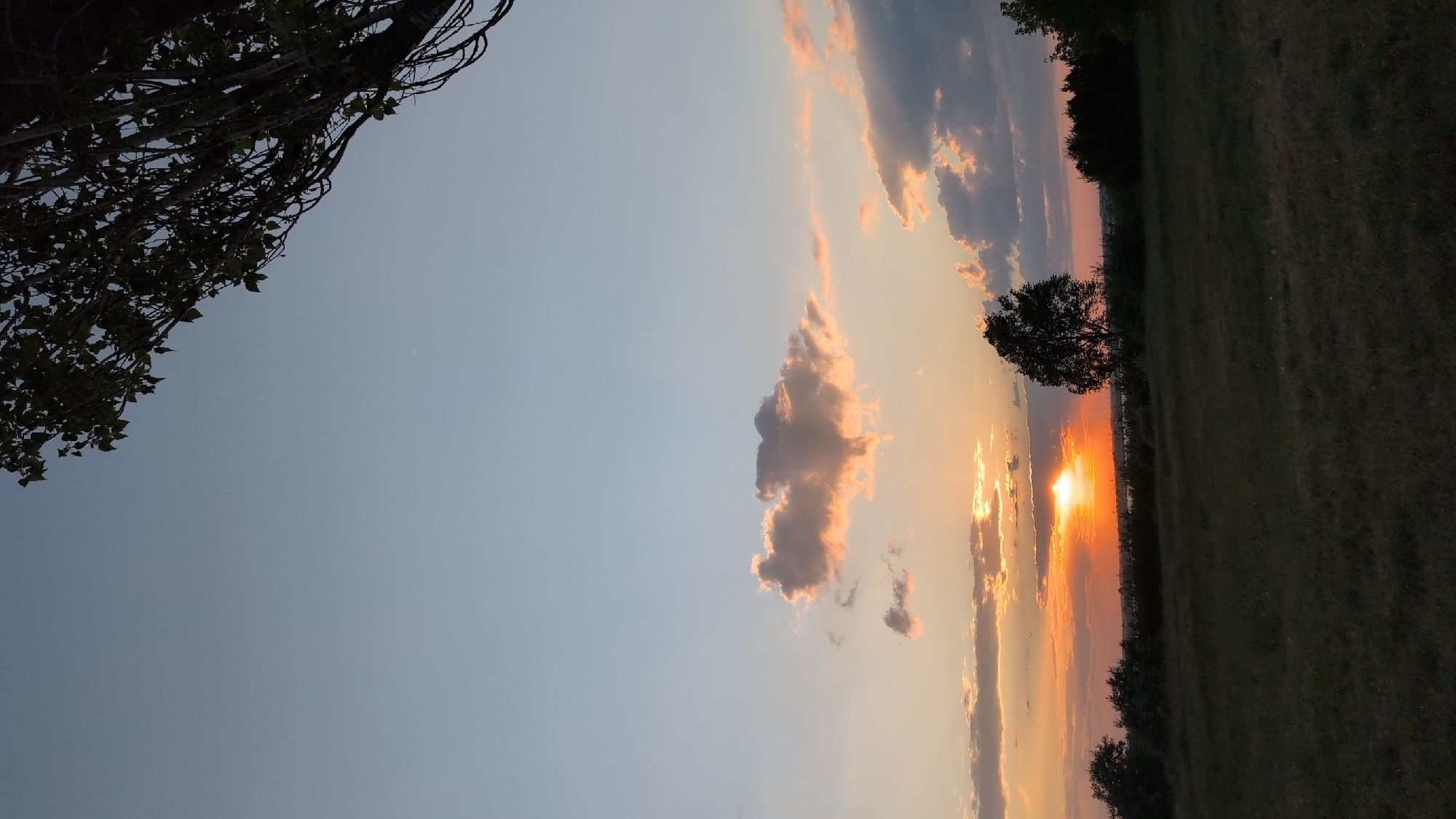 This is a medium-shot, landscape photograph of a sunset over a body of water, likely the Black Sea, as seen from a grassy field in Constanța, Romania. The sun, a bright orb, is partially obscured by clouds and low-lying vegetation on the horizon. The sky is a gradient of pale blue at the top, transitioning to hues of orange, pink, and yellow near the horizon, reflecting the colors of the sunset. Several clouds are scattered across the sky, some catching the warm light of the setting sun. In the foreground, a dark, grassy field occupies the lower portion of the frame. A silhouette of a tree stands prominently in the middle-right, and on the horizon, a line of dark vegetation extends across the scene. The upper-right corner of the image features the dark silhouette of tree branches and leaves. The image appears to have been taken during the golden hour. There are no people or animals visible in the frame.