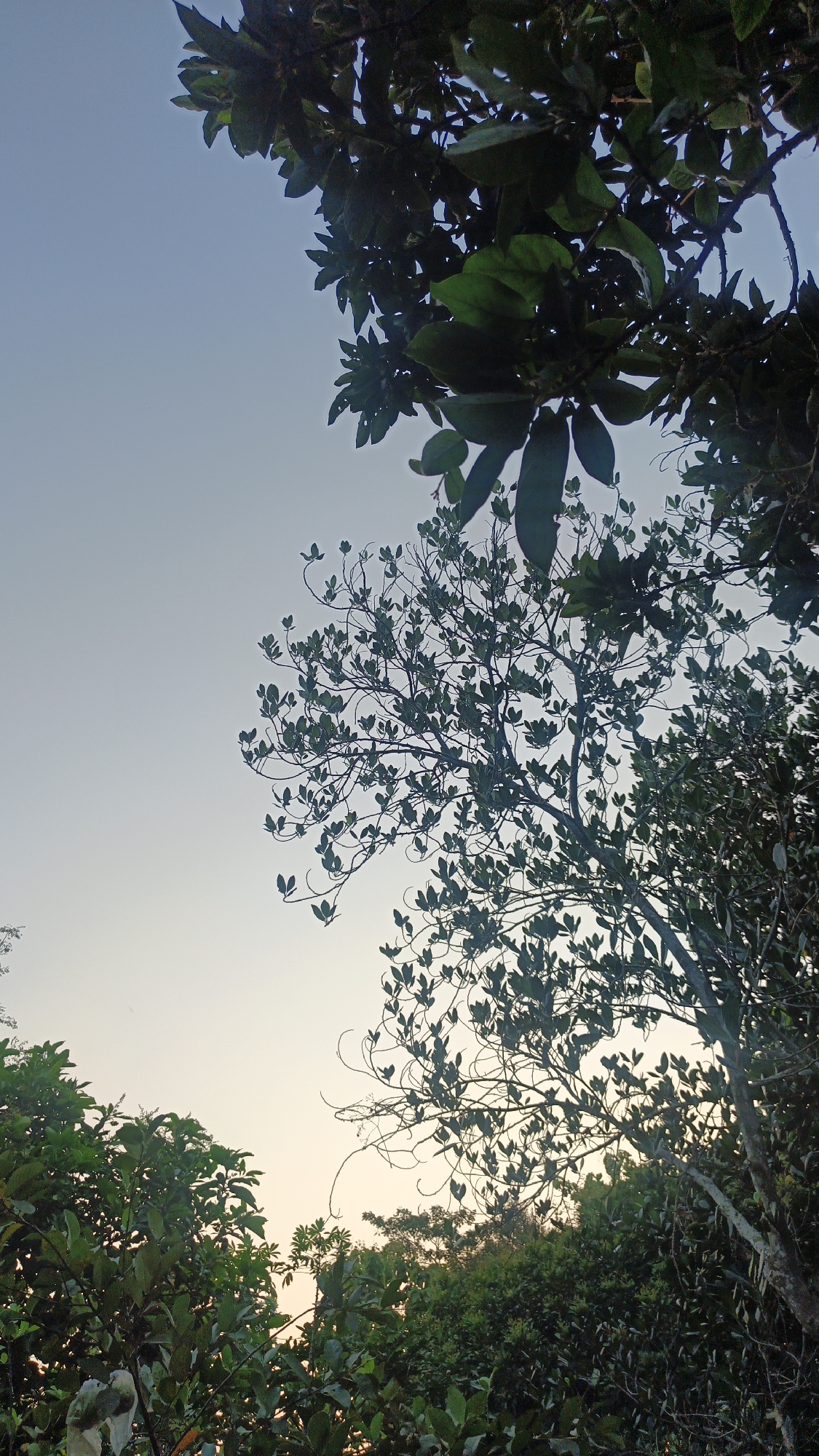 The image captures a serene natural scene dominated by lush green foliage against a pale, clear sky. The perspective is from below, looking upwards towards the canopy of several trees. The leaves are varied in shape and size, some appearing broad and dark, while others are smaller and more delicate. The branches of the trees are intricate and spread widely, creating a textured silhouette against the sky. The lighting suggests it is either early morning or late afternoon, with a soft, diffused light. The environment appears to be a natural landscape, likely a park or a rural area, with no visible man-made structures or individuals. The image was taken in Kandangmas, Indonesia.