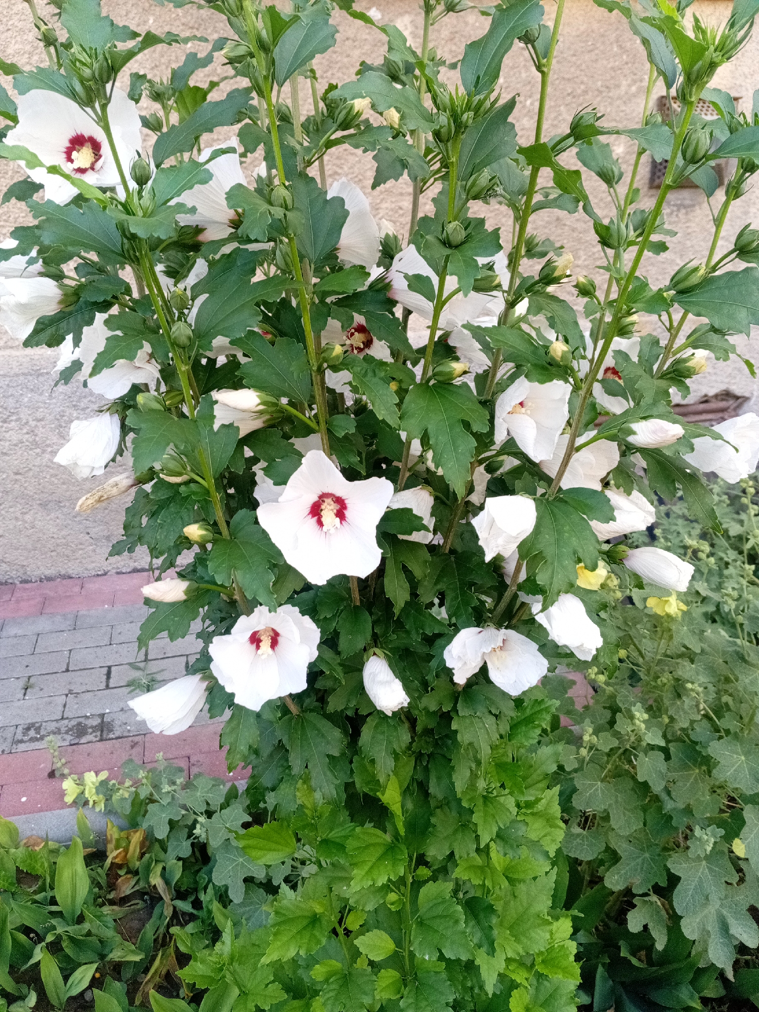 The image depicts a close-up view of a bush with white hibiscus flowers, some in full bloom and others as buds. The flowers have a distinctive deep red center. The bush is lush with green foliage. In the background, a textured wall is visible, likely part of a building. To the left, a paved walkway made of grey and pinkish-red bricks is partially visible. The scene appears to be an outdoor setting, possibly a garden or yard within the city of Tiachiv, Ukraine, given the context. There are no people or animals present in the image. The lighting suggests it is daytime, with natural light illuminating the flowers and foliage.