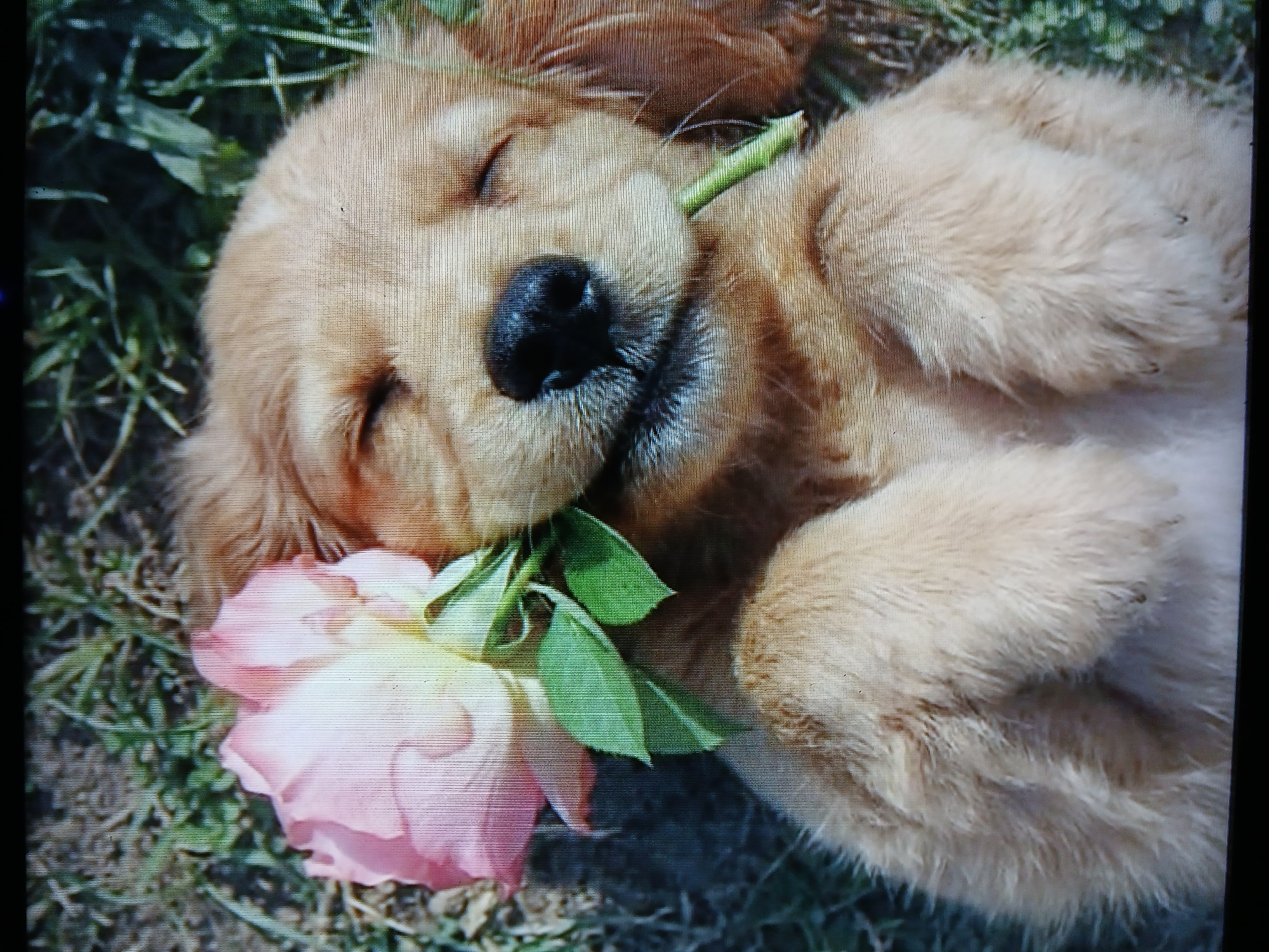 A golden retriever puppy lies on its back in grass, with a pink rose held between its paws and resting against its face. The puppy is asleep with its eyes closed. The stem of the rose sits across its muzzle. The puppy appears to be outdoors, surrounded by blades of grass. The exact location in Juan Griego, Venezuela, cannot be determined from the image.