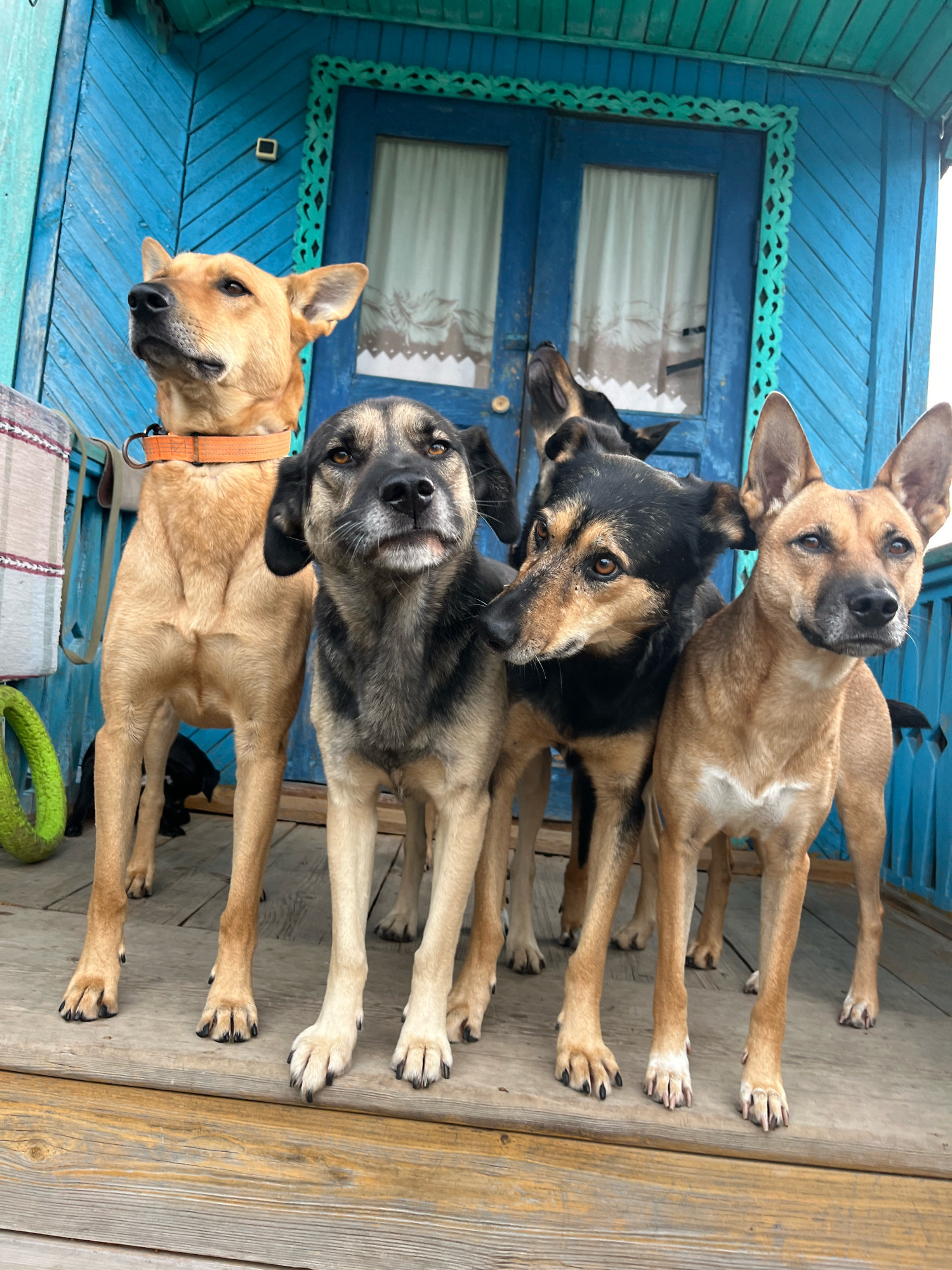 Four dogs are standing on a wooden porch in front of a blue wooden building. The building has a decorated doorway and windows with white curtains. The dog on the far left is a light brown color and has an orange collar. The dog next to it is a darker brown and black color. The third dog from the left is black and brown, and the dog on the far right is light brown with a white marking on its chest. The dogs are all looking in different directions. The porch is made of wooden planks. In the background, there are hints of a rural or semi-rural setting, consistent with the outskirts of cities like Nizhny Tagil, Russia, which often feature traditional wooden architecture and mixed residential areas.