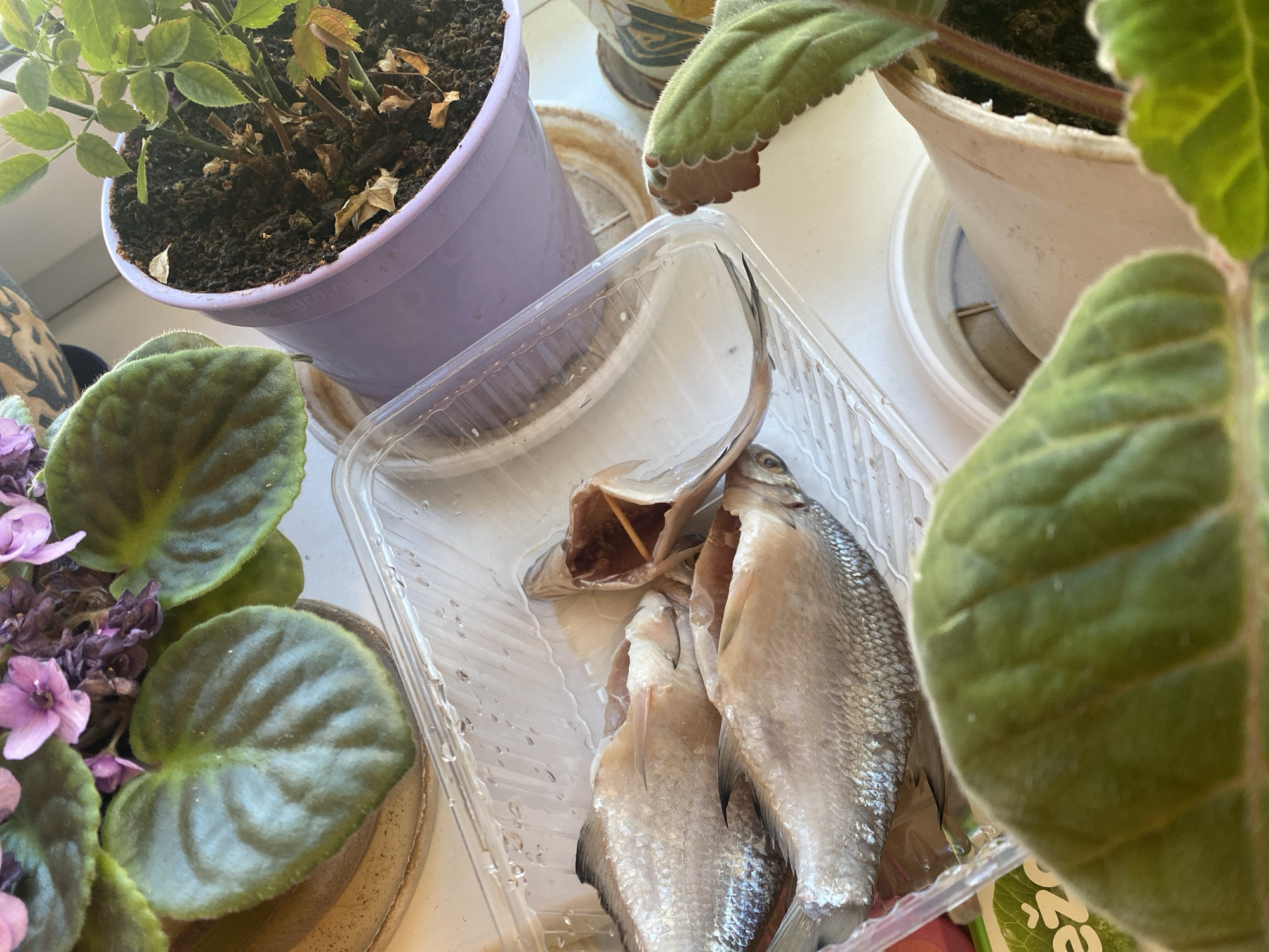 A close-up, top-down shot shows a clear plastic container holding three small, silver-scaled fish. The fish are gutted and appear to be raw. One fish is positioned with its mouth open, revealing a wooden skewer. The container is slightly damp, with small water droplets visible on the inside.
In the background, to the left, a flowering African violet with fuzzy green leaves and small purple blossoms is partially visible. To the right, a potted plant with green leaves and dry brown foliage sits in a light purple pot. The soil in the pot is dark and appears somewhat dry.
The setting suggests an indoor environment, likely a windowsill or table, with natural light illuminating the scene. The image's perspective is angled, with the plants and pots partially obscuring the view of the fish. The presence of the fish in a plastic container suggests they are either being prepared for cooking or have recently been purchased. There is no discernible information in the image that could confirm its location in Novaya Usman', Russia, or any other specific city.