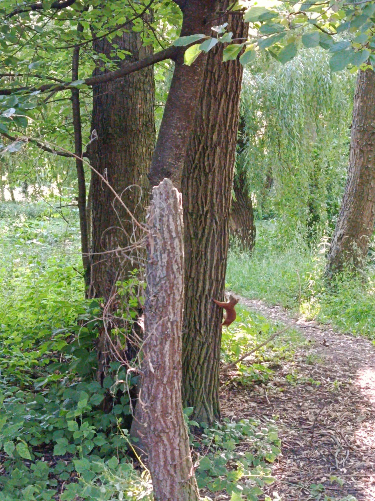 In a wooded area with a path, a brown squirrel is visible climbing up the bark of a tree. The tree is to the left of the image and the squirrel is in the center-left area. The background of the image consists of more trees, green foliage, and dappled sunlight. The ground is covered with leaves and a path is visible. The scene appears to be outdoors and in a natural setting.