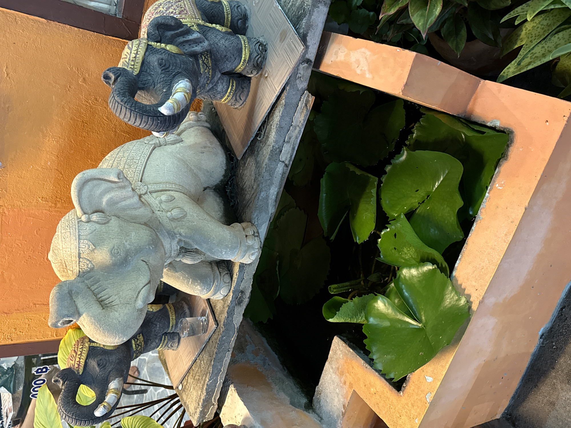 This image captures a decorative outdoor scene, likely a garden or patio, featuring multiple elephant statues and a small water feature in Baan Lamai, Thailand. The perspective is an overhead, diagonal view, showcasing the arrangement of these elements.
In the midground, a prominent light grey, stone-like elephant statue is depicted lying or kneeling, its trunk resting. It appears adorned with patterned details on its body. Below and around this larger statue are two smaller, dark grey or black elephant statues, also intricately decorated with gold-colored accents on their heads and bodies, suggesting ceremonial attire. One of these smaller elephants has its trunk elegantly curled upwards. A small, clear glass cup sits near the base of one of the dark elephants.
Adjacent to the statues, on the right side of the frame, is a rectangular water pond or planter. It is bordered by warm, terracotta-colored tiles and contains dark water largely covered by several vibrant green lotus or lily pads. Further back, lush green foliage and other plants contribute to a natural, garden-like setting.
An orange wall provides a striking backdrop on the left. Partially visible at the bottom left is a white sign with black text, displaying "400 B," which likely refers to 400 Thai Baht, suggesting the items might be for sale or part of a commercial establishment. The scene is static, devoid of human activity, and illuminated by soft daylight, indicating a peaceful ambiance.