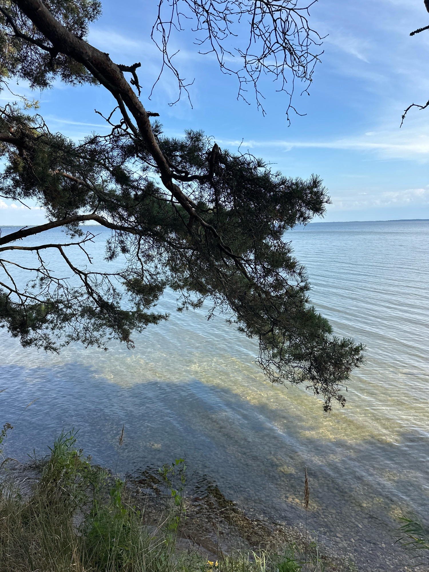 A scenic view of a body of water, likely a lake or sea, on a clear day. The foreground features the drooping branches of a coniferous tree, with its needles and dark bark silhouetted against the bright sky. Below the branches, the water is shallow and clear, revealing a pebble-strewn bottom. The surface of the water is gently rippled, reflecting the sunlight and creating a shimmering effect. Along the shoreline, coarse grasses and some smaller green plants are visible. The horizon is distant, with a faint line of land or the continuation of the water under a pale blue sky with scattered wisps of white clouds. The overall impression is one of natural tranquility. This scene appears to be located in the vicinity of Нарацкі сельскі Савет, Belarus.