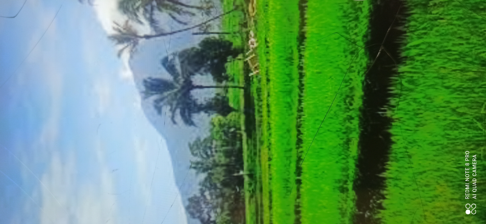 A lush green rice field is in the foreground, with rows of rice stretching across the image. In the background, palm trees and other foliage are visible, with a mountain range rising behind them under a partly cloudy sky. The scene is outdoors in what appears to be a rural area. The bottom left corner of the image contains a watermark that reads "REDMI NOTE 8 PRO AI QUAD CAMERA". This image may have been taken in or near Sedati Agung, Indonesia, given the presence of tropical vegetation.