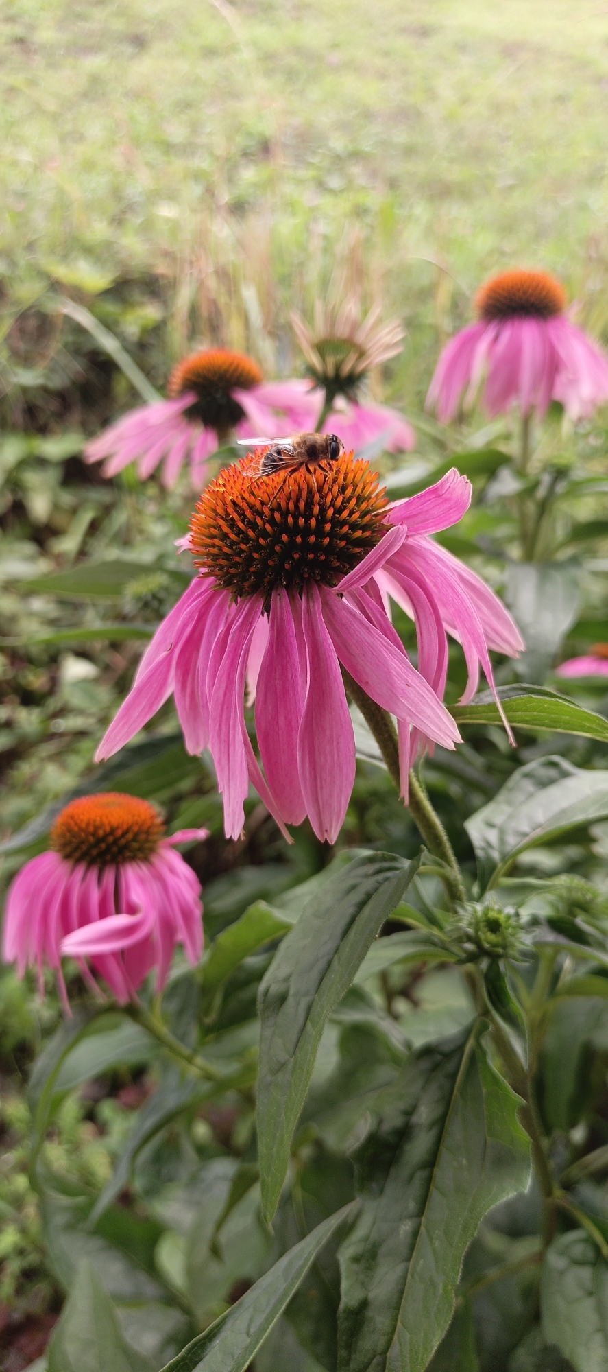 In the city of Gorno-Altaysk, Russia, a close-up, vertical, outdoor shot captures a pink coneflower with a bee on its center. The bee is positioned on the orange-brown center of the flower, with its body angled towards the right of the frame. The coneflower's pink petals, tinged with lighter shades, droop downwards. In the background, other pink coneflowers are visible, some in focus and some blurred, along with greenery and grass. The overall lighting suggests an overcast or diffused daylight condition.