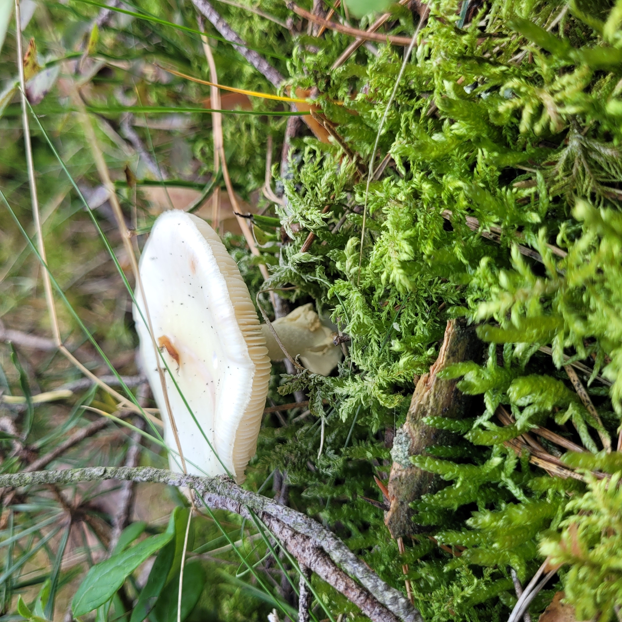 A close-up, eye-level shot showcases a solitary white mushroom with a wide, slightly convex cap and delicate, white gills underneath. The mushroom is situated amidst vibrant green moss and other forest floor vegetation, including pine needles and twigs. A thin, grayish-brown branch runs diagonally across the left side of the frame, partially obscuring the mushroom. The background is a soft blur of green foliage and light brown branches, indicating a natural, wooded environment. The lighting appears to be natural daylight, with soft shadows suggesting an overcast or shaded setting. The image does not contain any people or indicate a specific urban location.