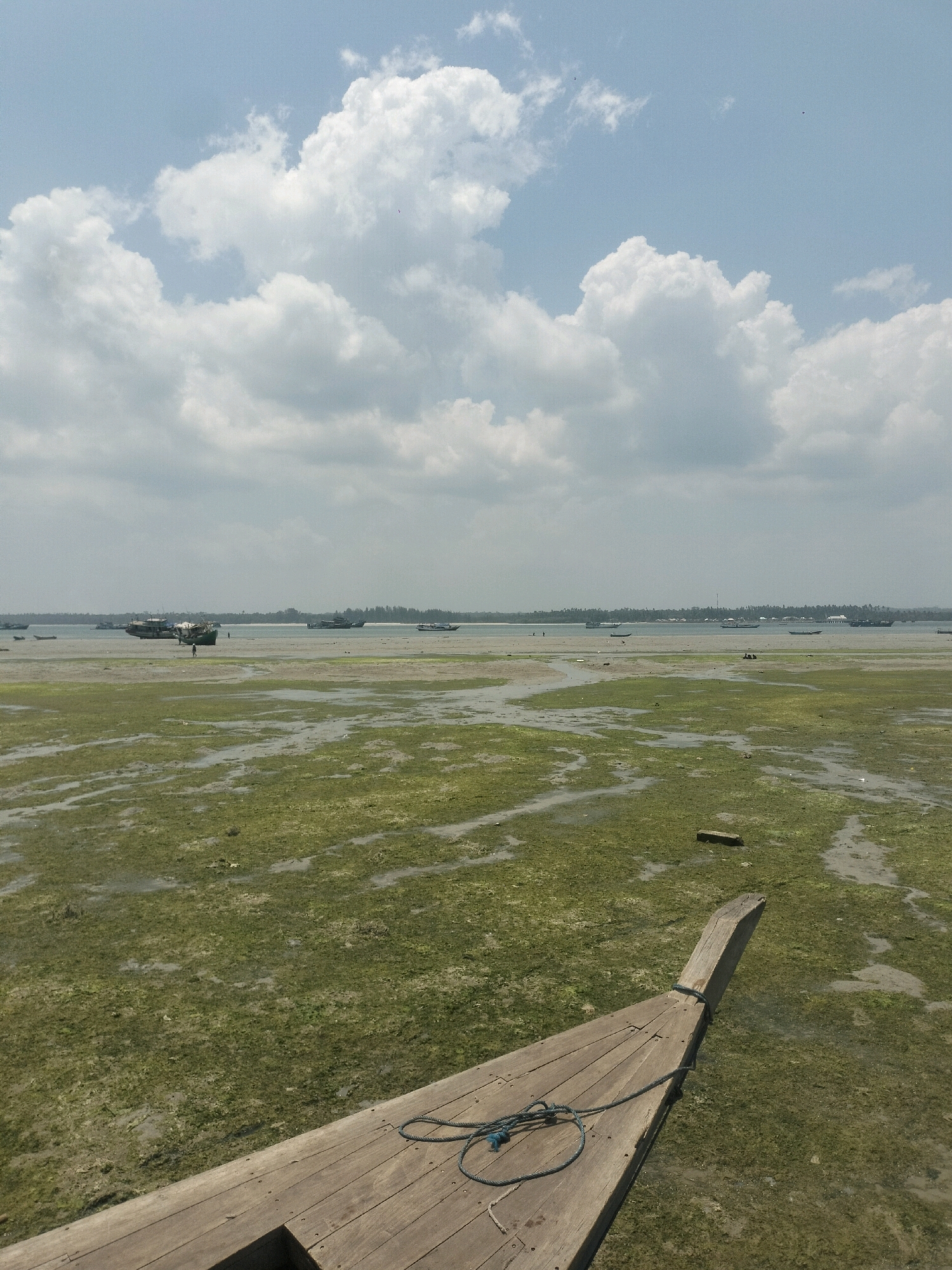 The image depicts a low tide scene in the waters of Dobo, Indonesia. A wooden boat, partially visible in the foreground, is tied with a rope. The boat's bow points towards the lower right corner of the frame. The exposed seabed is covered in green seaweed and shallow water. In the middle ground, several boats are anchored or beached, some appearing to be cargo vessels. In the distance, a treeline marks the shore of what is likely an island or the mainland, with structures suggesting a settlement. The sky is partly cloudy with large cumulus clouds against a pale blue backdrop. The overall impression is one of a calm, maritime environment during low tide.