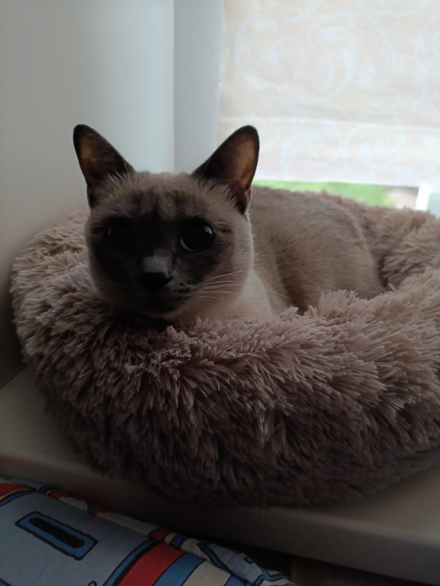 A Siamese cat is nestled inside a fluffy, round pet bed. The cat has dark brown ears and a dark brown face mask, with lighter brown fur on its body. The pet bed is beige. The scene appears to be indoors, near a window with a patterned blind. The bottom edge of a bed with a blue and red pattern can be seen. There is no evidence to confirm the location is in Chaikovsky, Russia.