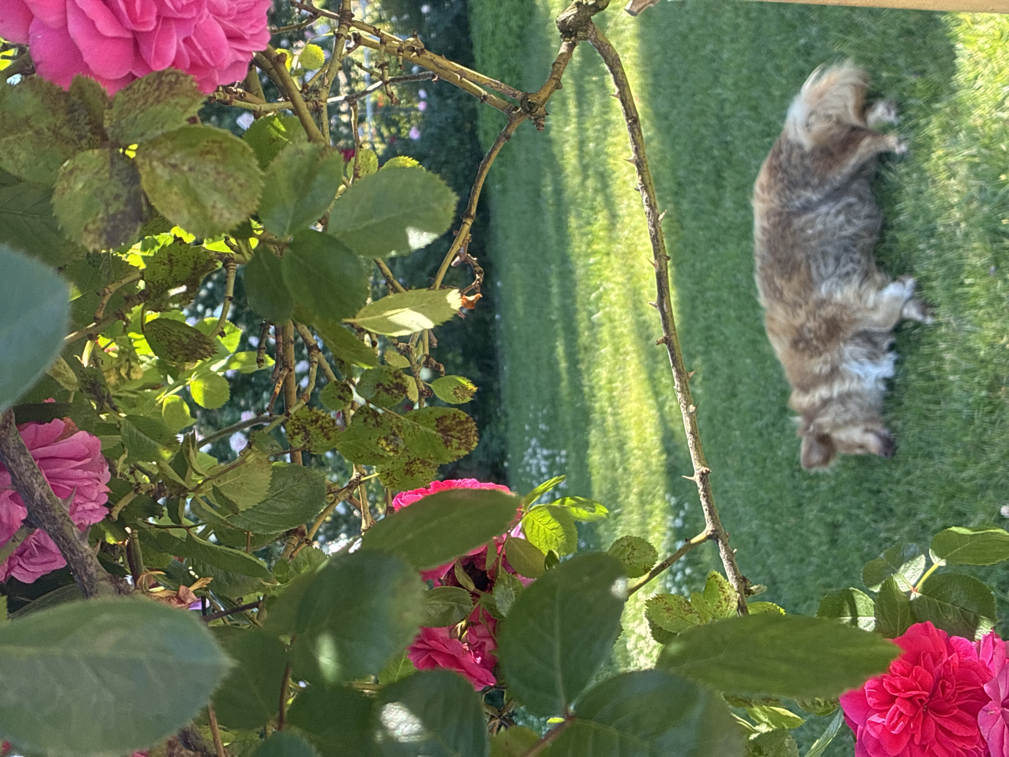 The image captures a serene garden scene, likely in Sochi, Russia, bathed in bright sunlight. In the immediate foreground, vibrant pink roses with numerous green leaves occupy the left and bottom sections of the frame. Many of the rose leaves display dark, spotted patterns, possibly indicative of a plant disease such as black spot. Interspersed among the foliage are thorny branches of the rose bush.
Beyond these floral elements, a well-maintained green lawn extends, strongly illuminated by the sun, which creates long, distinct shadows on the grass. Relaxing on the lawn is a fluffy, medium-sized dog, its fur a mix of brown, grey, and white tones. The dog is lying comfortably on its side, appearing to be in a state of rest or slumber.
The strong lighting suggests it is either morning or late afternoon. The overall atmosphere conveyed is one of tranquility and natural beauty. No text is visible in the media file.
