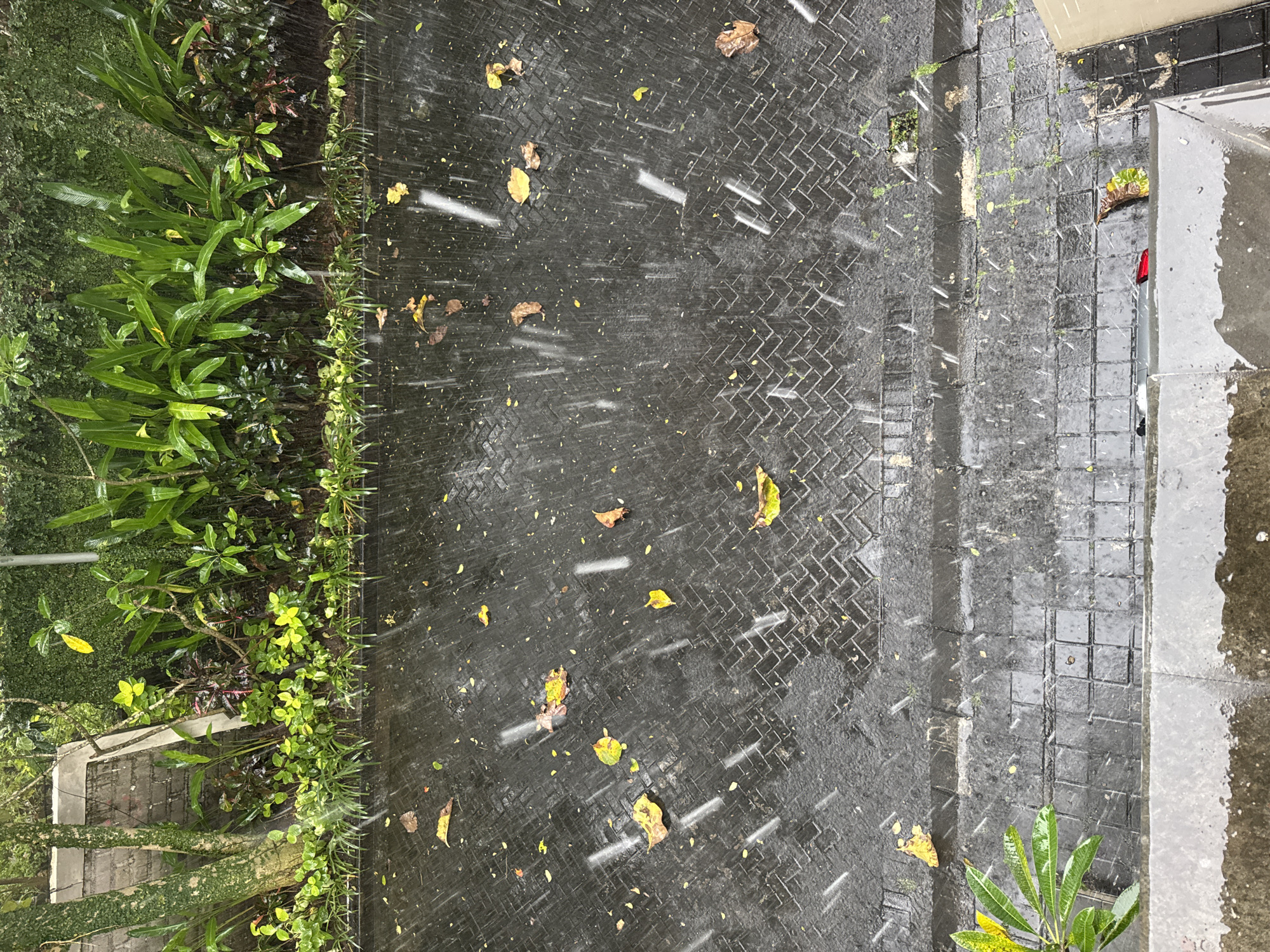This overhead image depicts an outdoor scene during a rain shower. On the left, a lush border of tropical-looking green plants and foliage lines a paved area. Various types of plants are visible, ranging from broad-leafed species to smaller, denser shrubs, some displaying brighter green or yellowish leaves.
The central and largest portion of the image is a dark grey paved pathway, constructed from interlocking pavers arranged in a herringbone pattern. This surface is visibly wet from the rain, with numerous fallen yellow and brown leaves scattered across it. Throughout the image, distinct white streaks and dots represent falling raindrops, indicating a moderate to heavy downpour.
To the right of the herringbone paving, another section of darker grey paving, possibly made of square tiles or blocks, is visible and equally wet. The far right edge of the image shows a partial view of a vertical concrete or stone structure, also glistening with water.
The scene suggests it is daytime, though likely overcast due to the rain, as there are no strong shadows or direct sunlight. The overall impression is one of a wet, quiet moment in a natural or landscaped area, consistent with the tropical climate of Kuta Selatan, Indonesia. No visible text is present in the image.