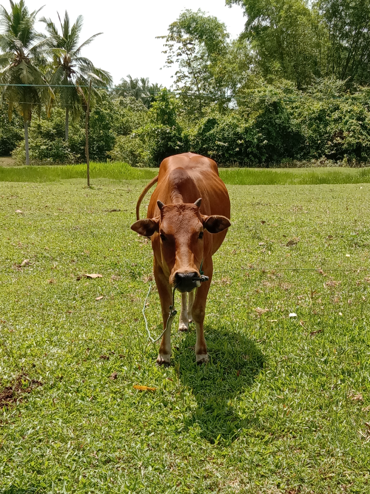 A reddish-brown cow stands in a grassy field in Blangkarieng, Indonesia. The cow is facing the viewer and is tethered by a rope. Palm trees and dense foliage are visible in the background. The lighting indicates a sunny day.